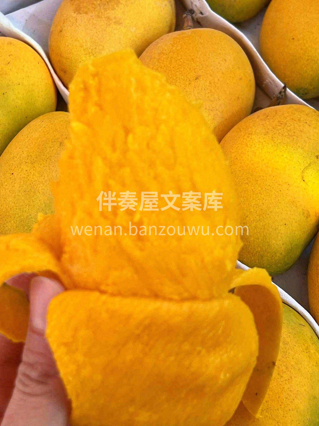 🥭小台农芒果没有高颜值外表，但有最真实的 配图1