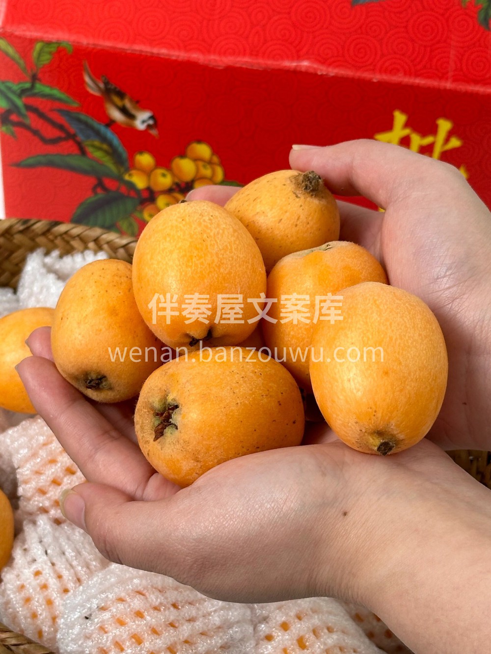 这个季节吃枇杷真好😋“枇杷能润五脏，滋心 配图1