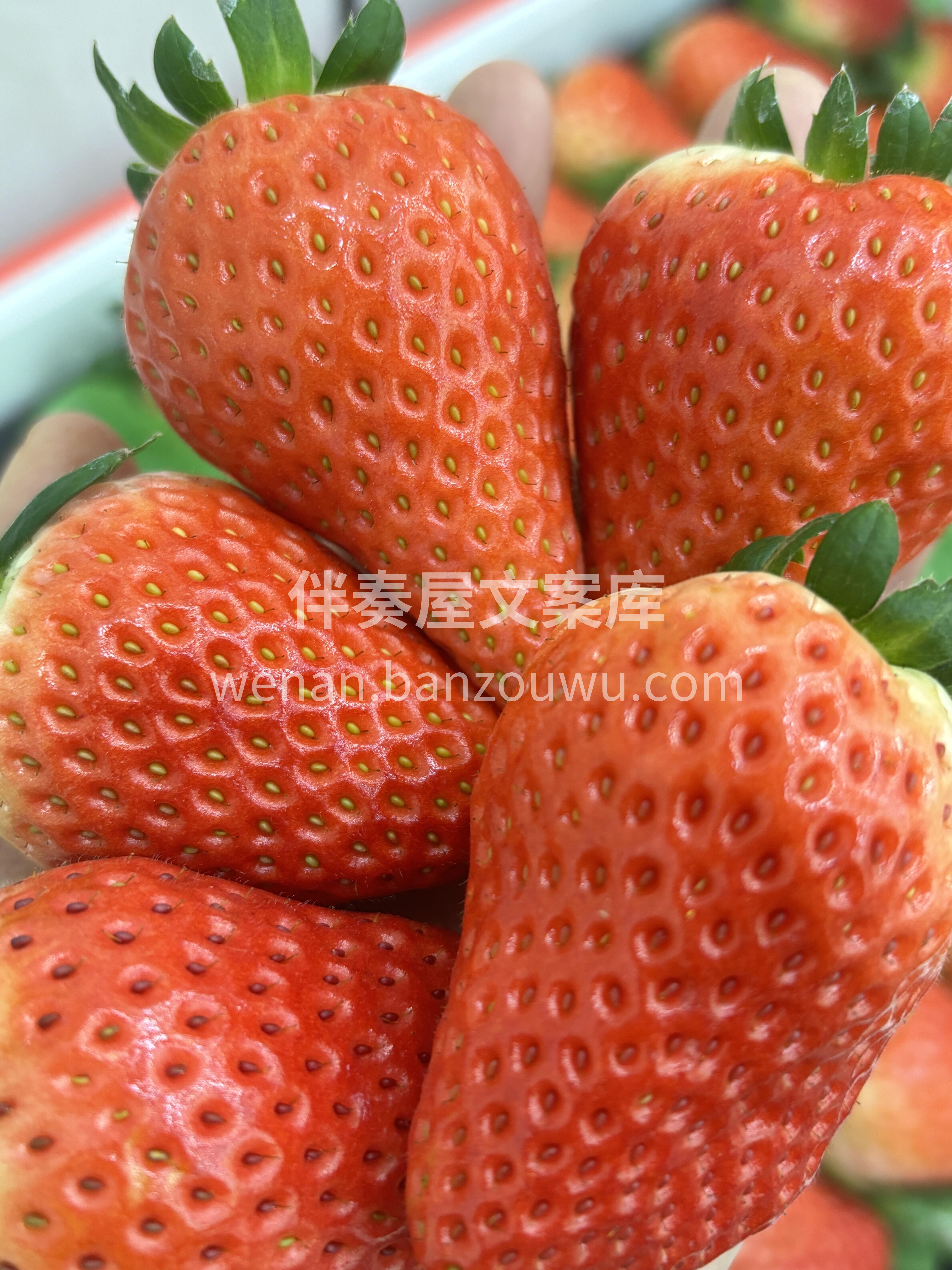 红颜草莓🍓 是永不枯萎的冬日玫瑰 是两情 配图3
