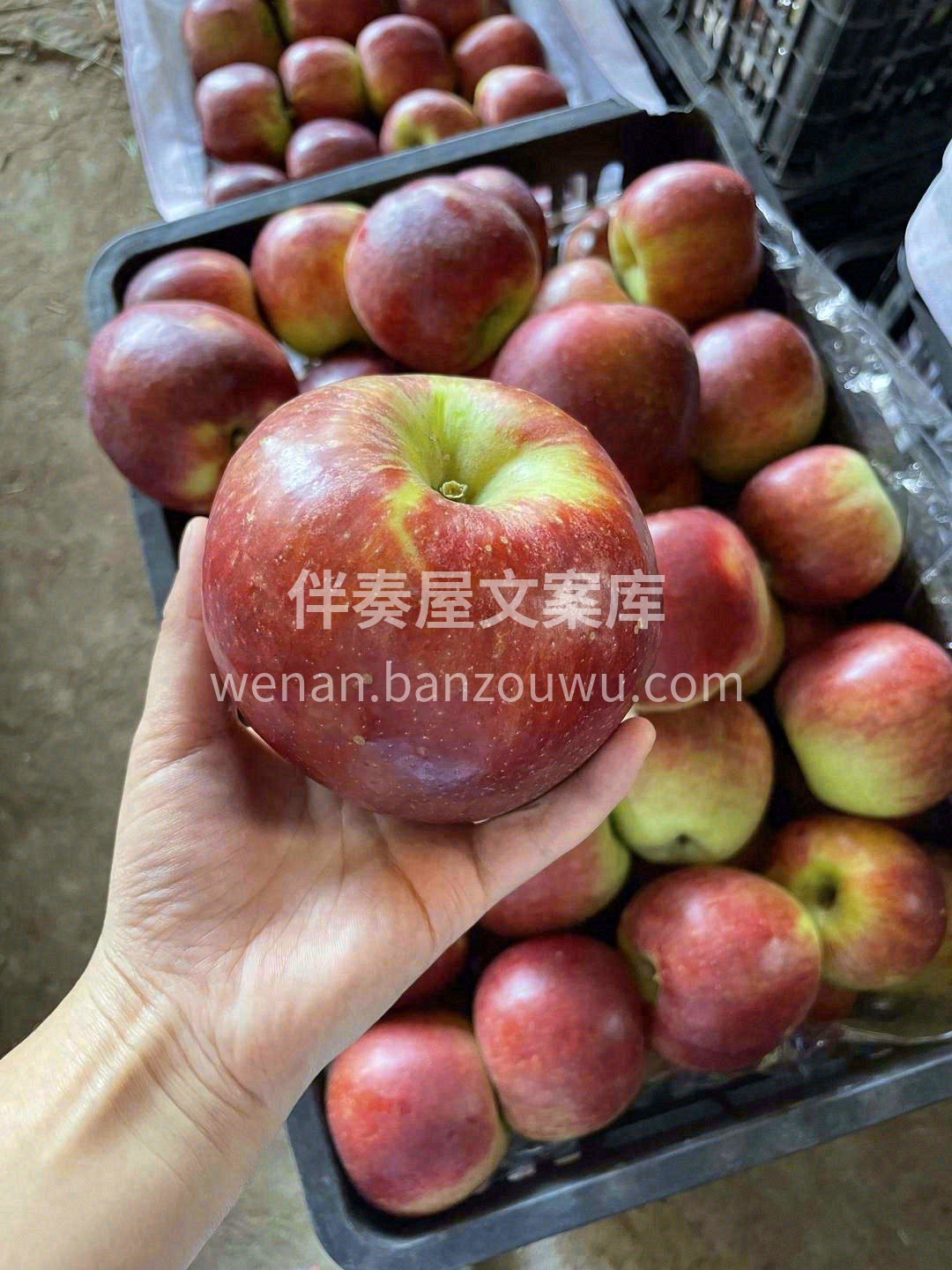 邵通苹果🍎，2700米高原苹果 大的昼夜 配图2