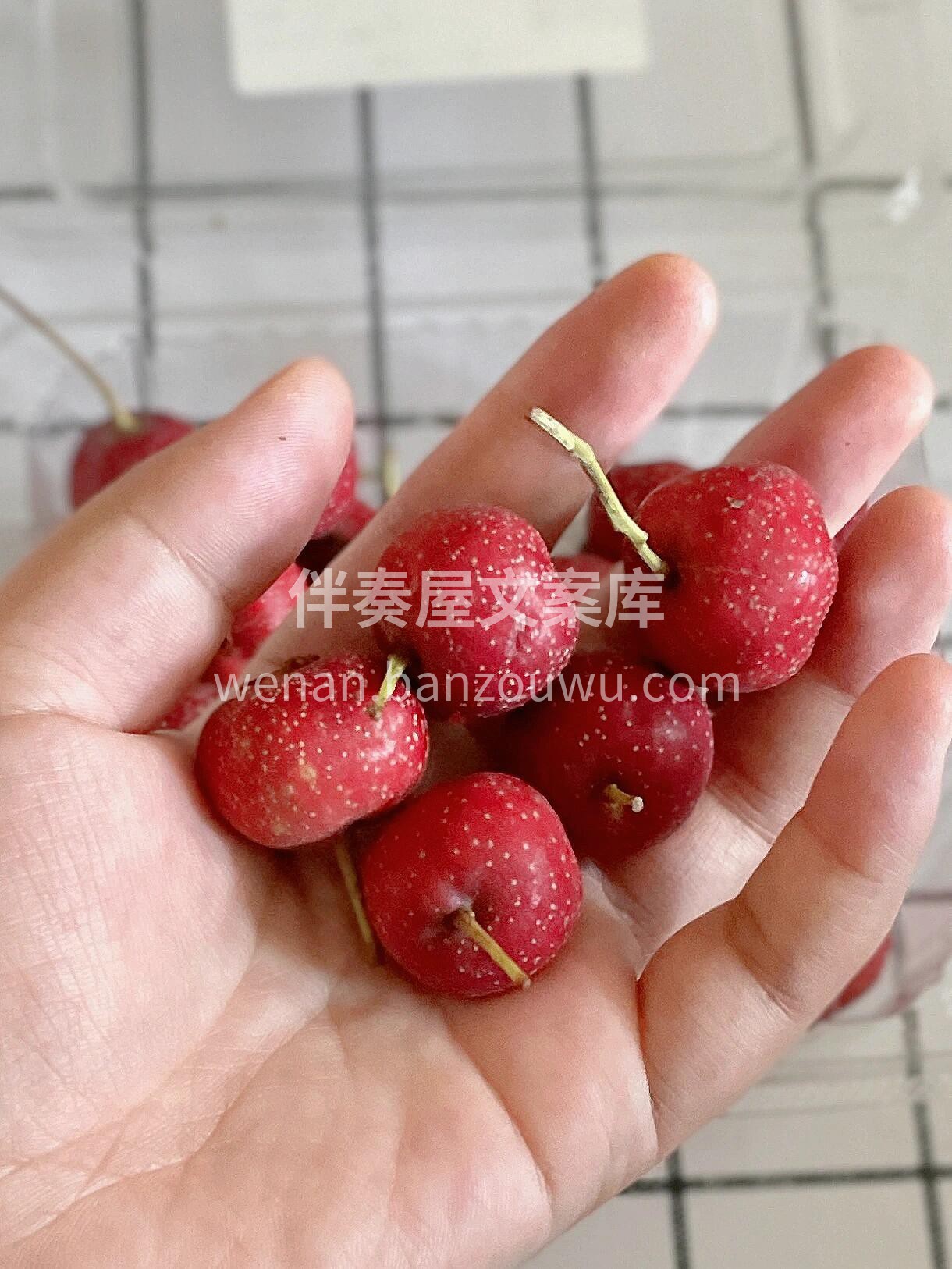 🎉山里红山楂补货咯～✨ 🌿叶绿果红超新鲜 配图1