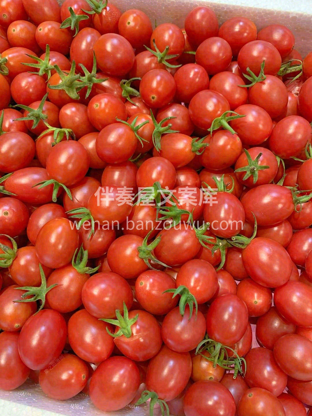🍅果实质嫩爽口，顺喉而下，好似每一个细胞 配图2