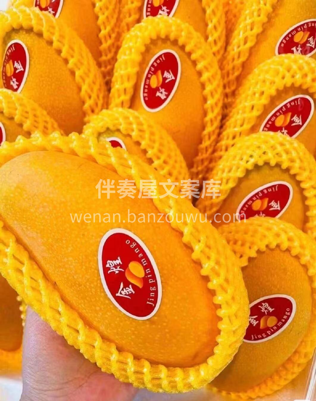 👑芒果中的贵族“芒果之王”——海南金煌芒 配图3