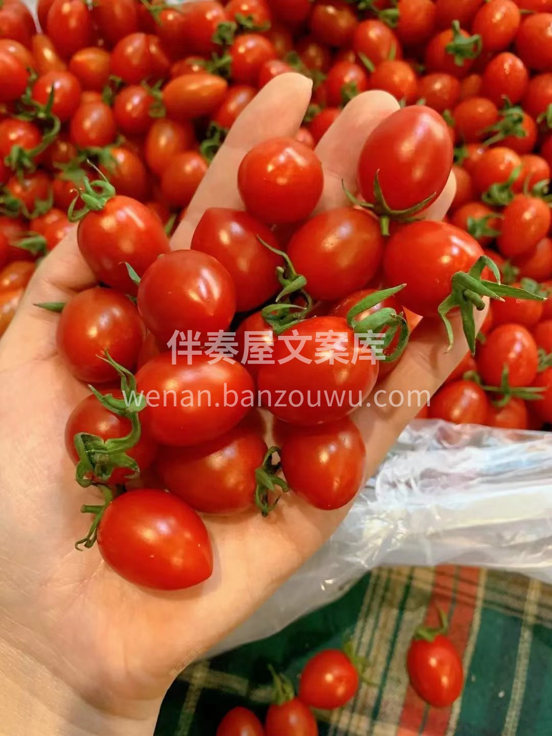 好吃的小柿子！一咬就爆汁💧💧！ 【玲珑千 配图2