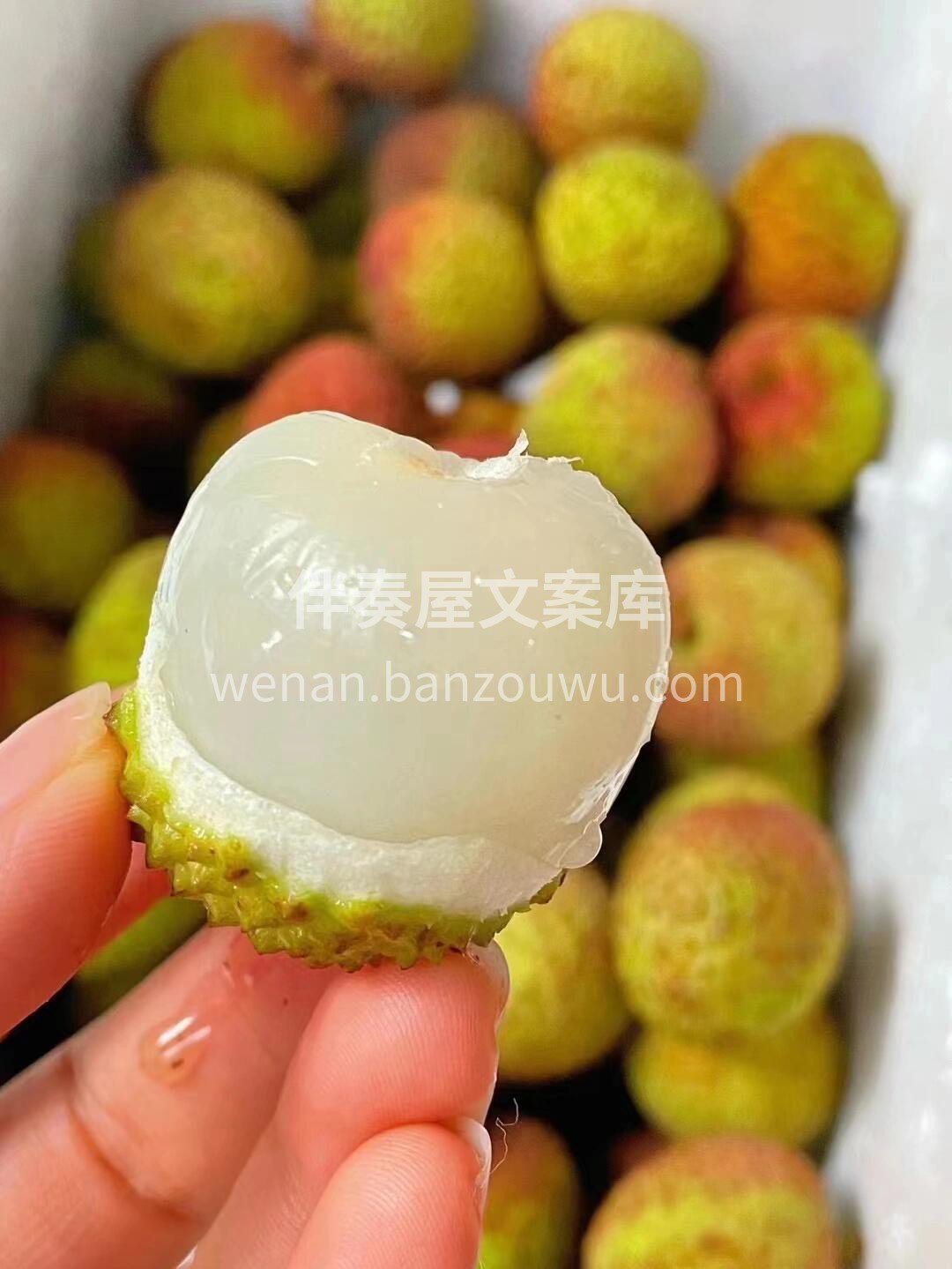 五月夏风来🌿🌿 迎头荔枝香💓💓 又到了荔 配图1