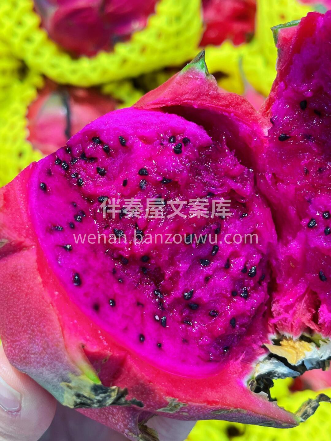 到新‼️【越南红心♥️火龙果】 拔下所有 配图1