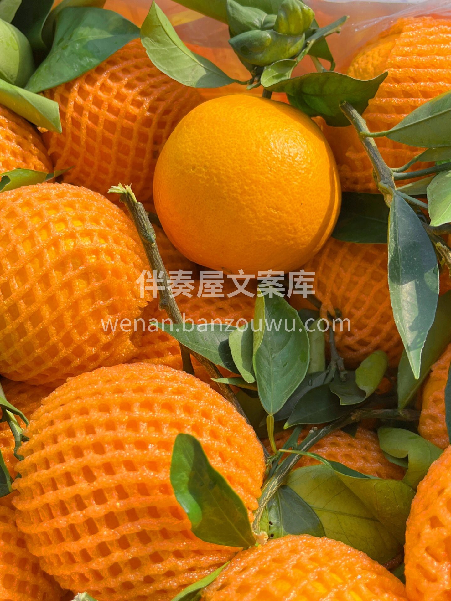 何以解馋~唯有伦晚🍊 🌼春天里的限定❗️ 配图3