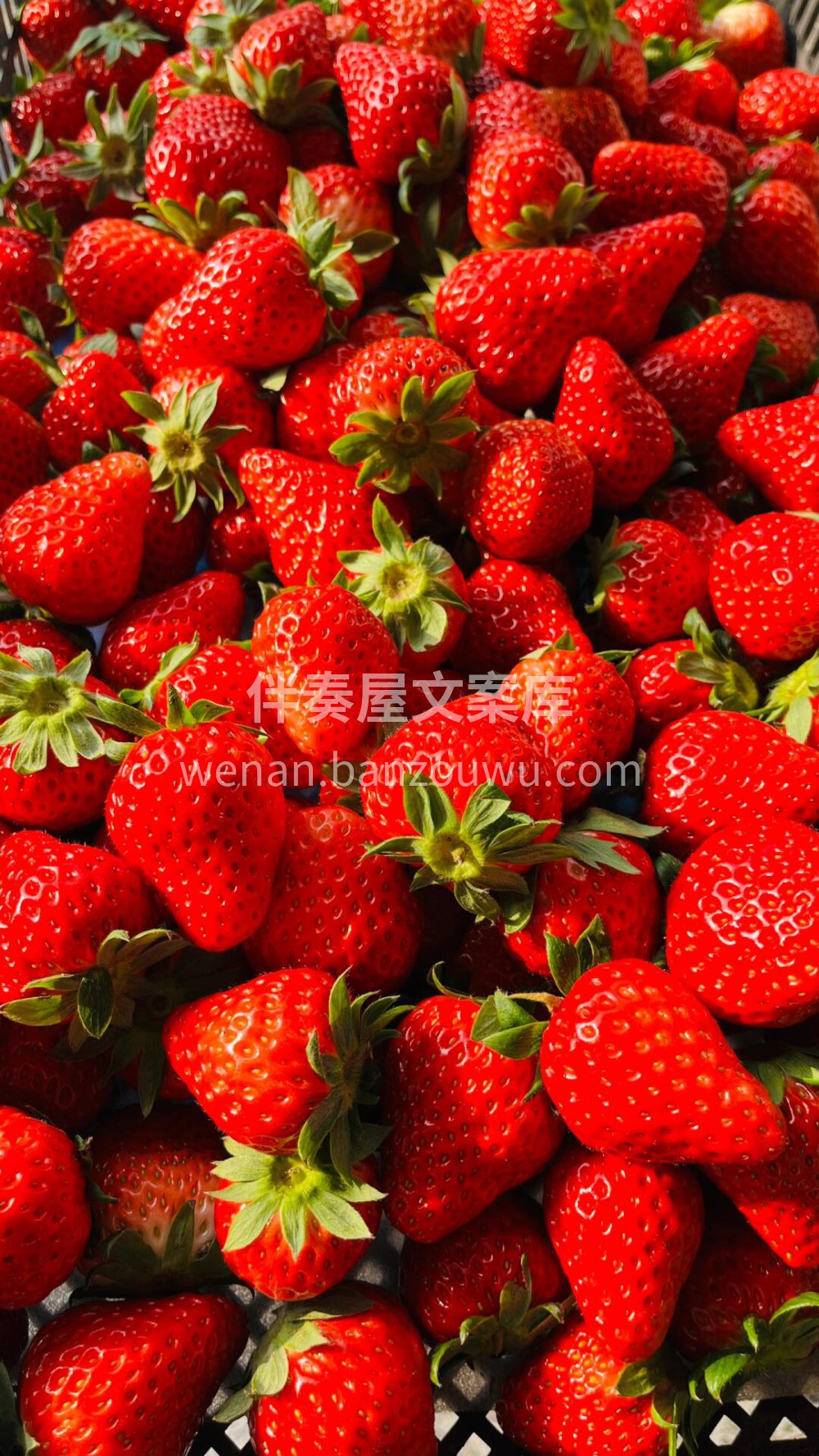 冬天正是吃草莓🍓的季节新到的红颜草莓分外 配图2