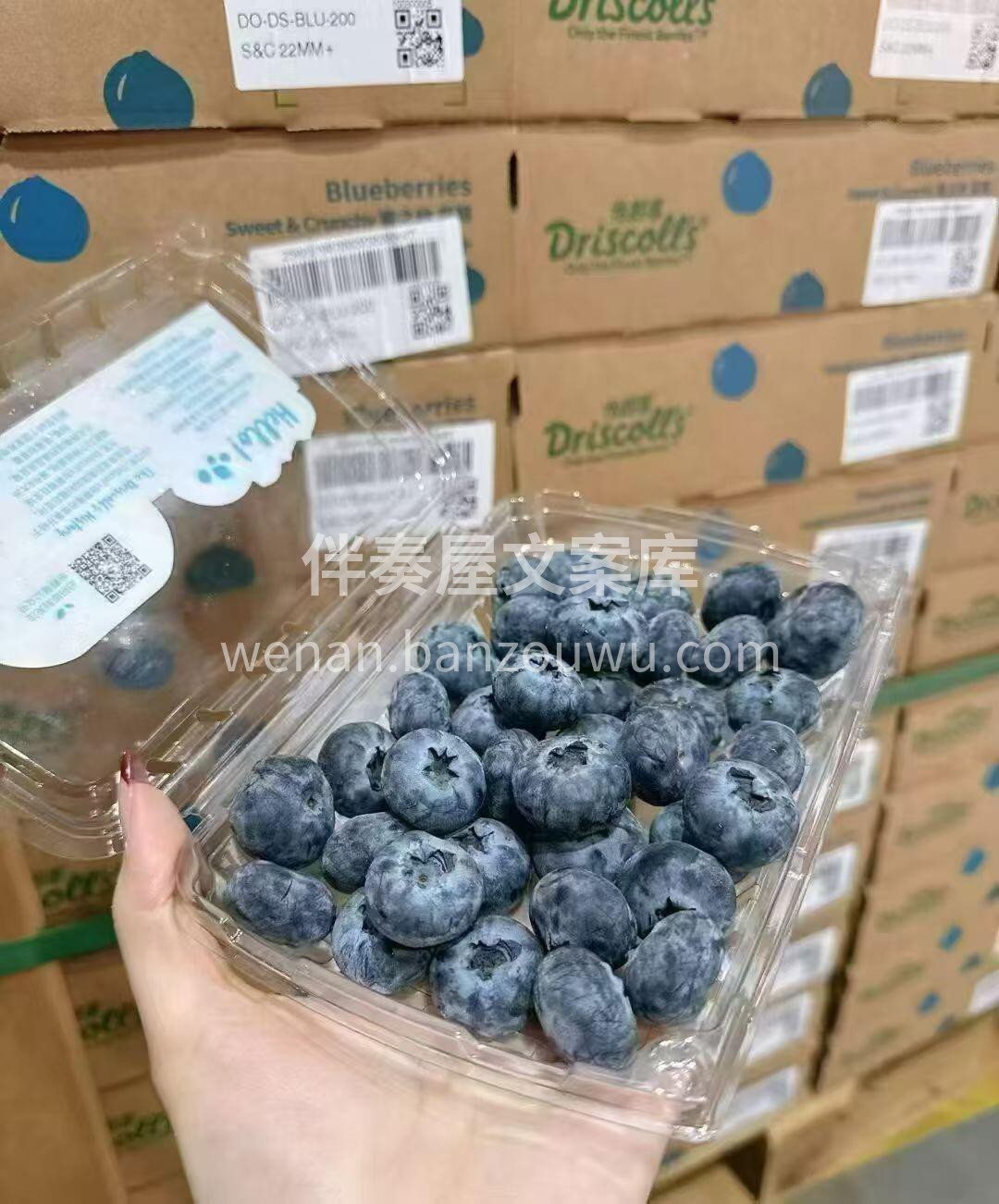 🫐怡颗莓蓝莓 蓝莓中的爱马仕来啦!!怡颗 配图2