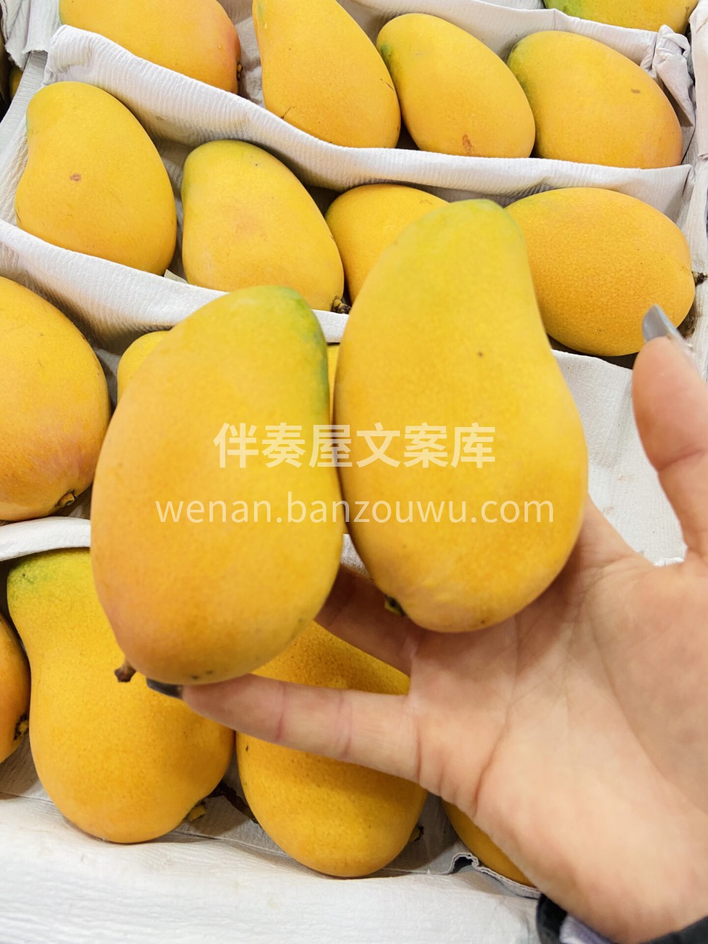 充足的阳光🌞，积累的糖分也变多🍯！ 肉多 配图1
