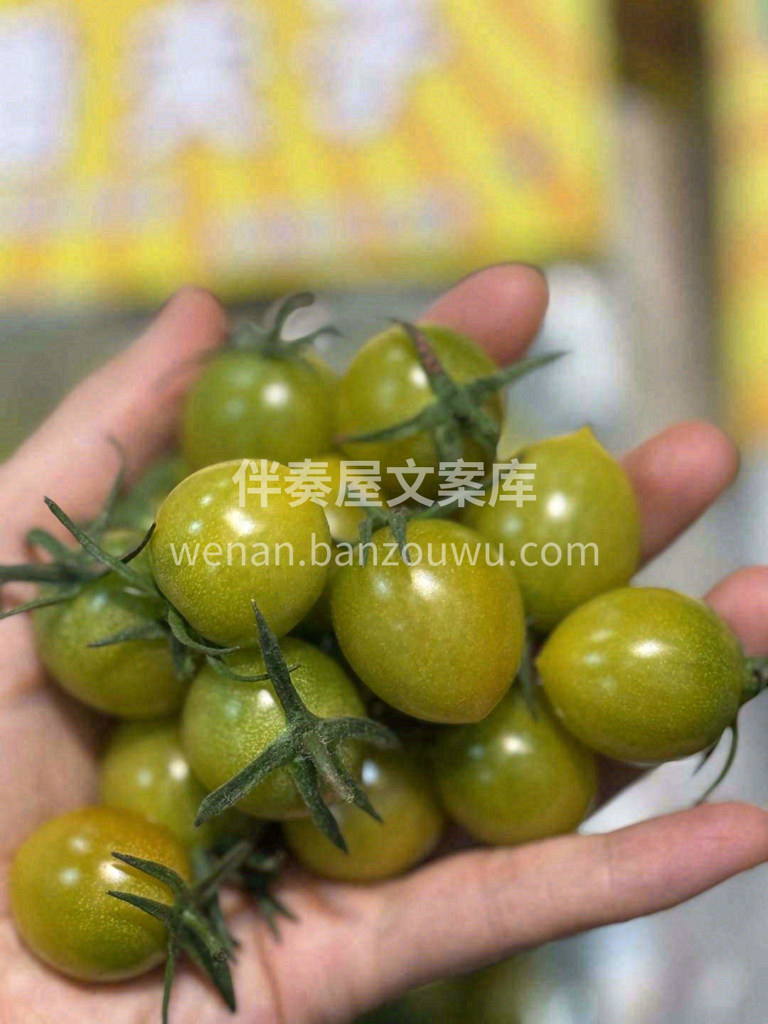 👉一颗一颗，鲜嫩饱满、甜蜜多汁的小番茄🍅 配图3