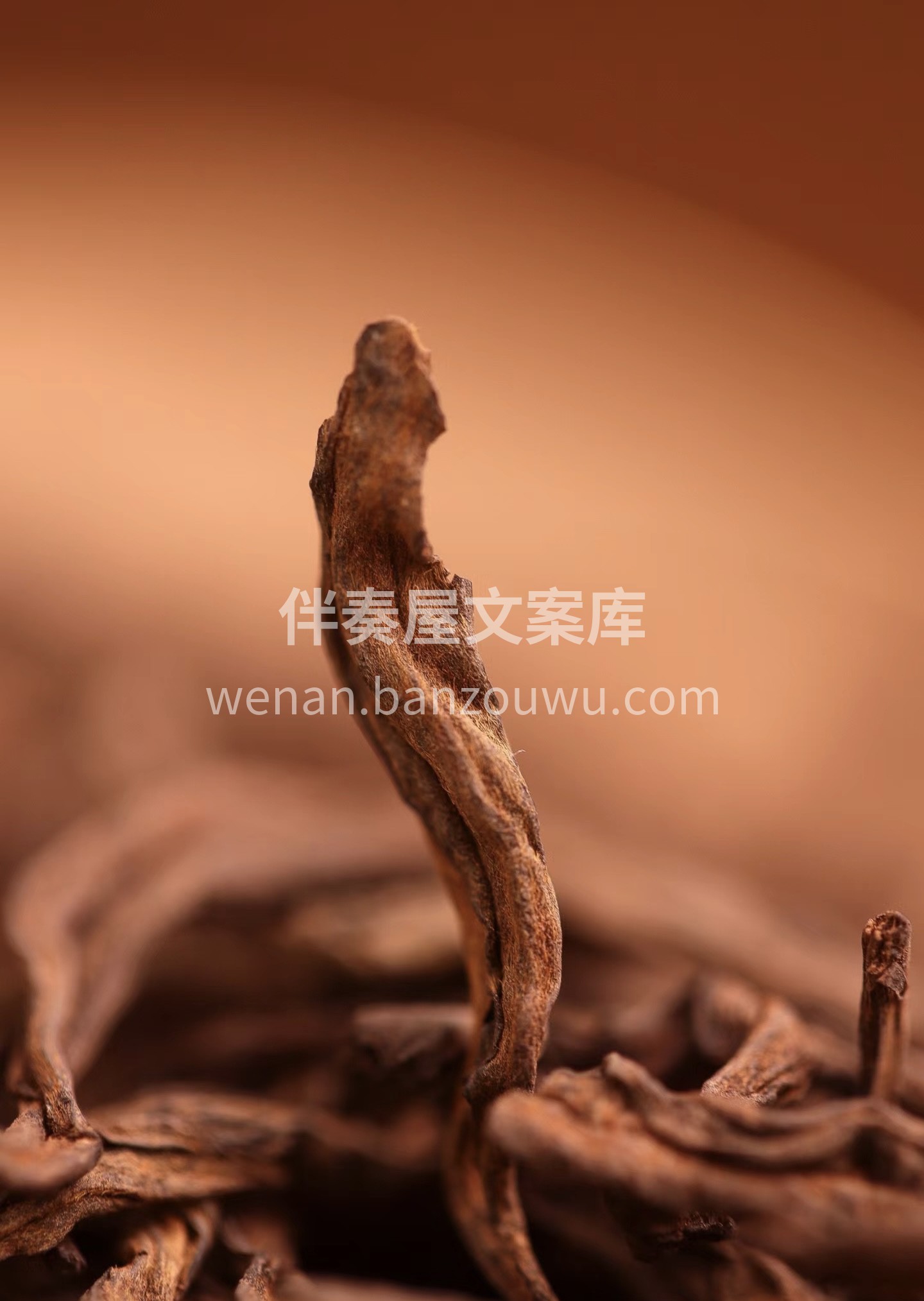 为什么云南的普洱茶好，除了古茶树资源丰富 配图1