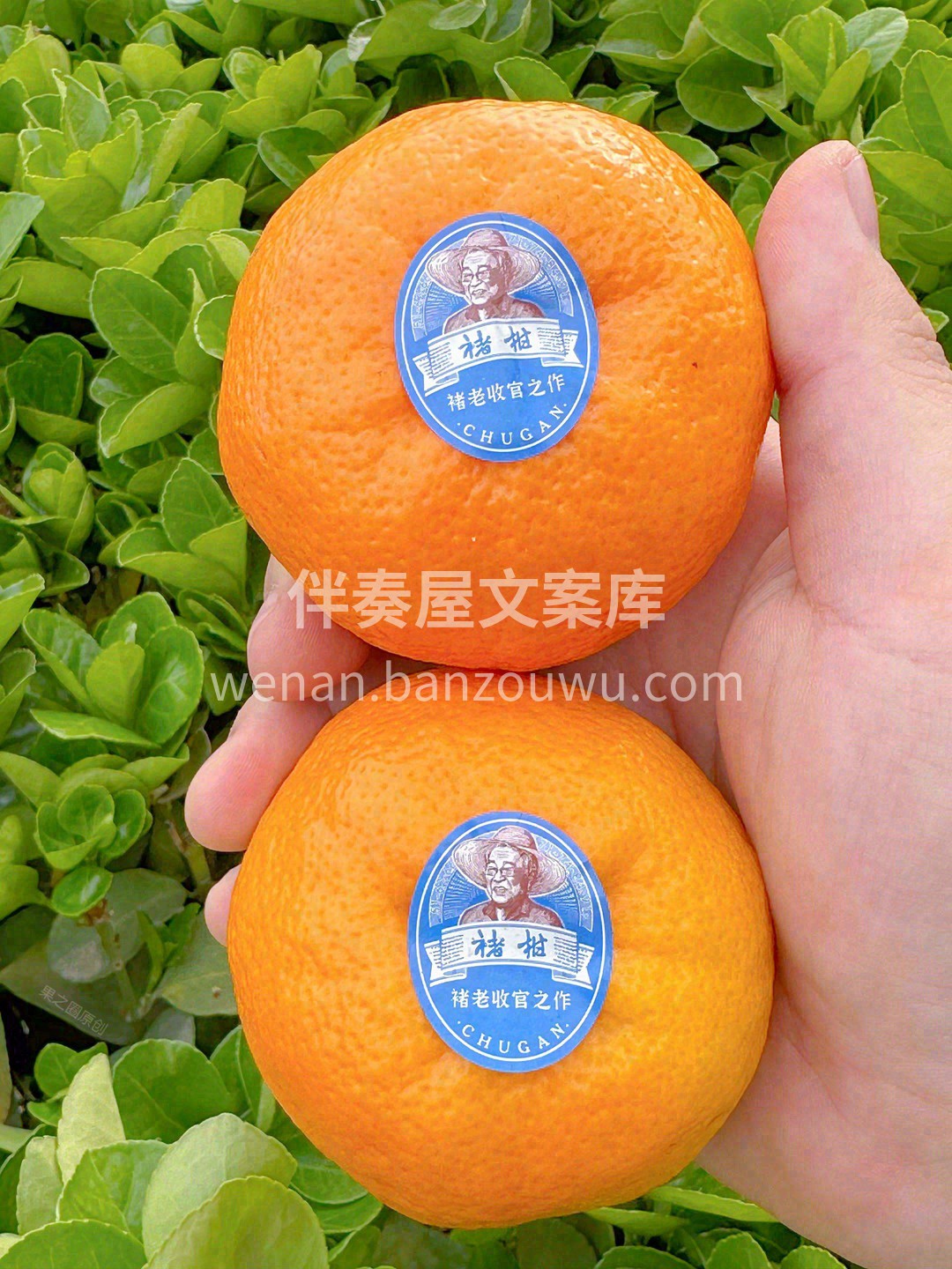 👉它像橙子一样肉质饱满，又像橘子一样清爽 配图1