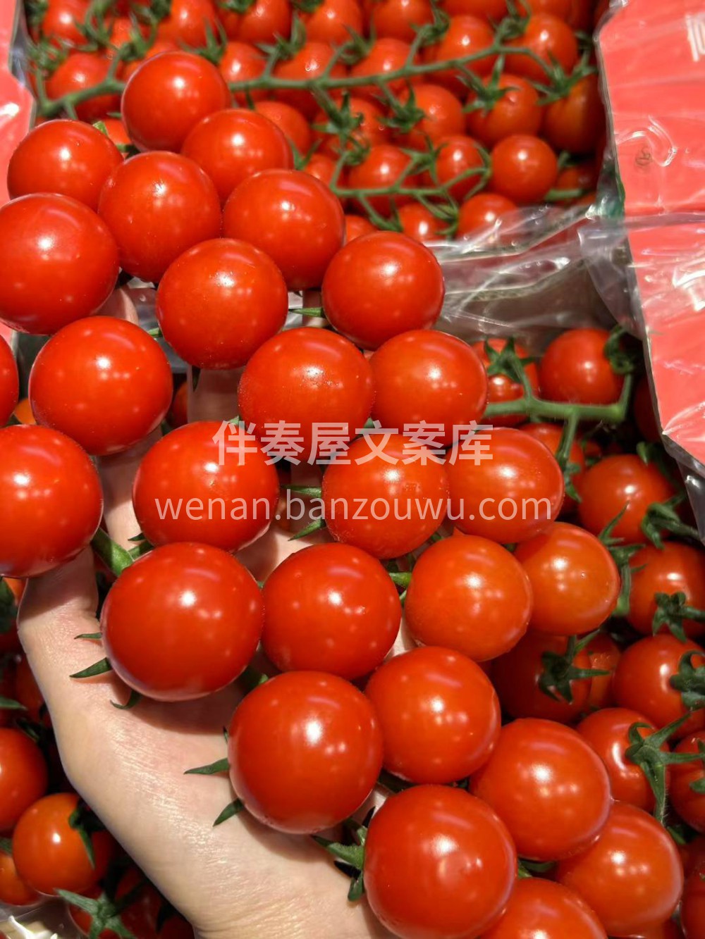 🍅✨快尝尝龙牌串番茄！🍅✨快尝尝龙牌串番 配图1