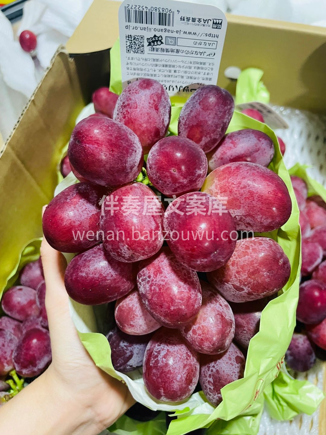 胭脂皇后妃红提👑🍇 每年仅微量登场的天花 配图1