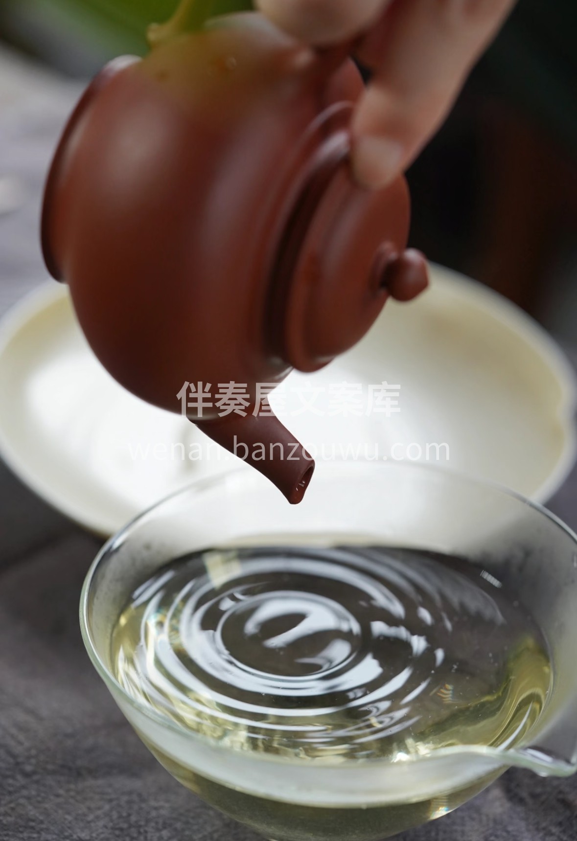 选日照核心产区春茶，每一片都带着北纬35 配图3