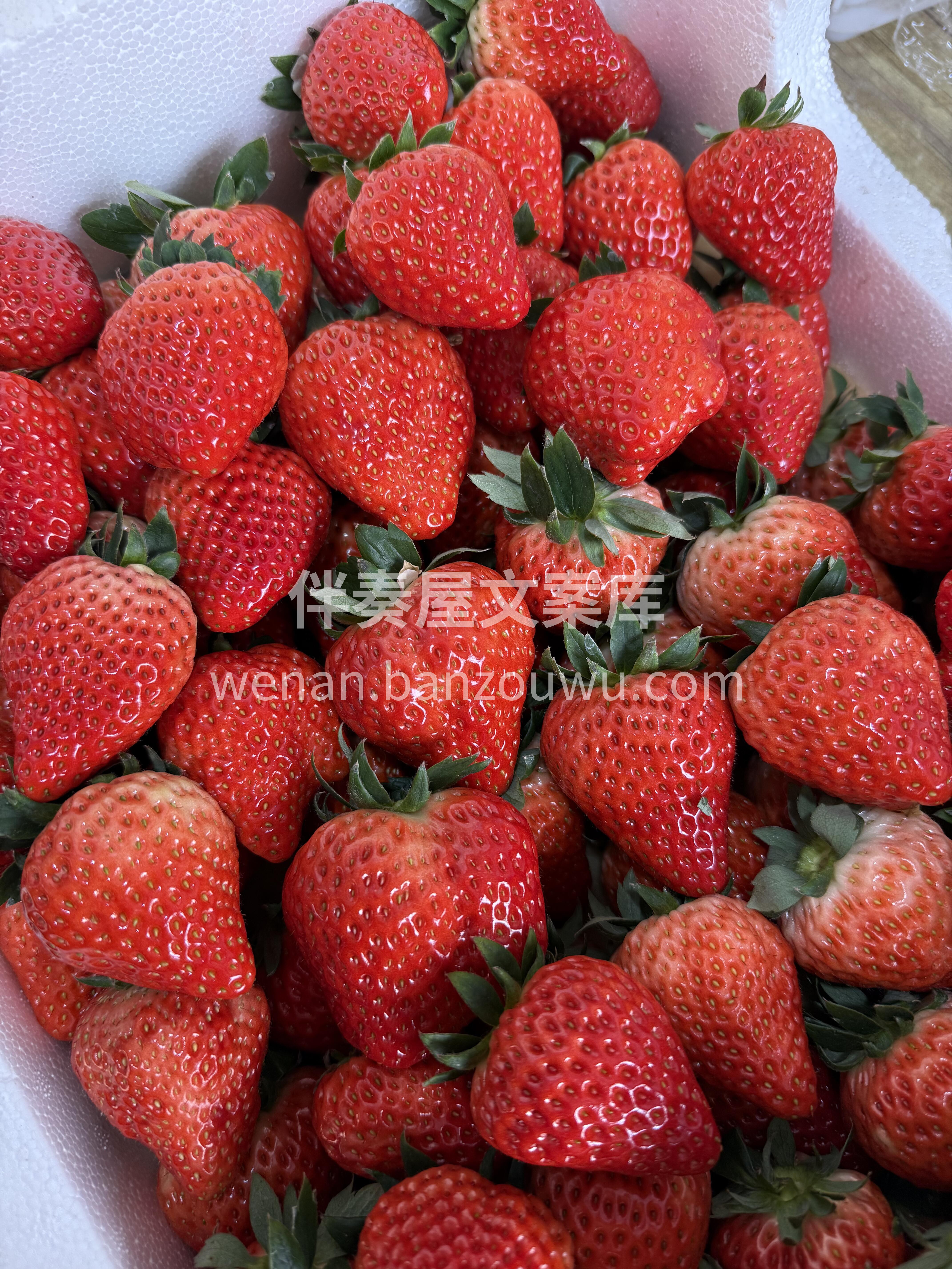 🍓红颜草莓甜度升级！ 果肉鲜嫩爆汁，香气 配图1