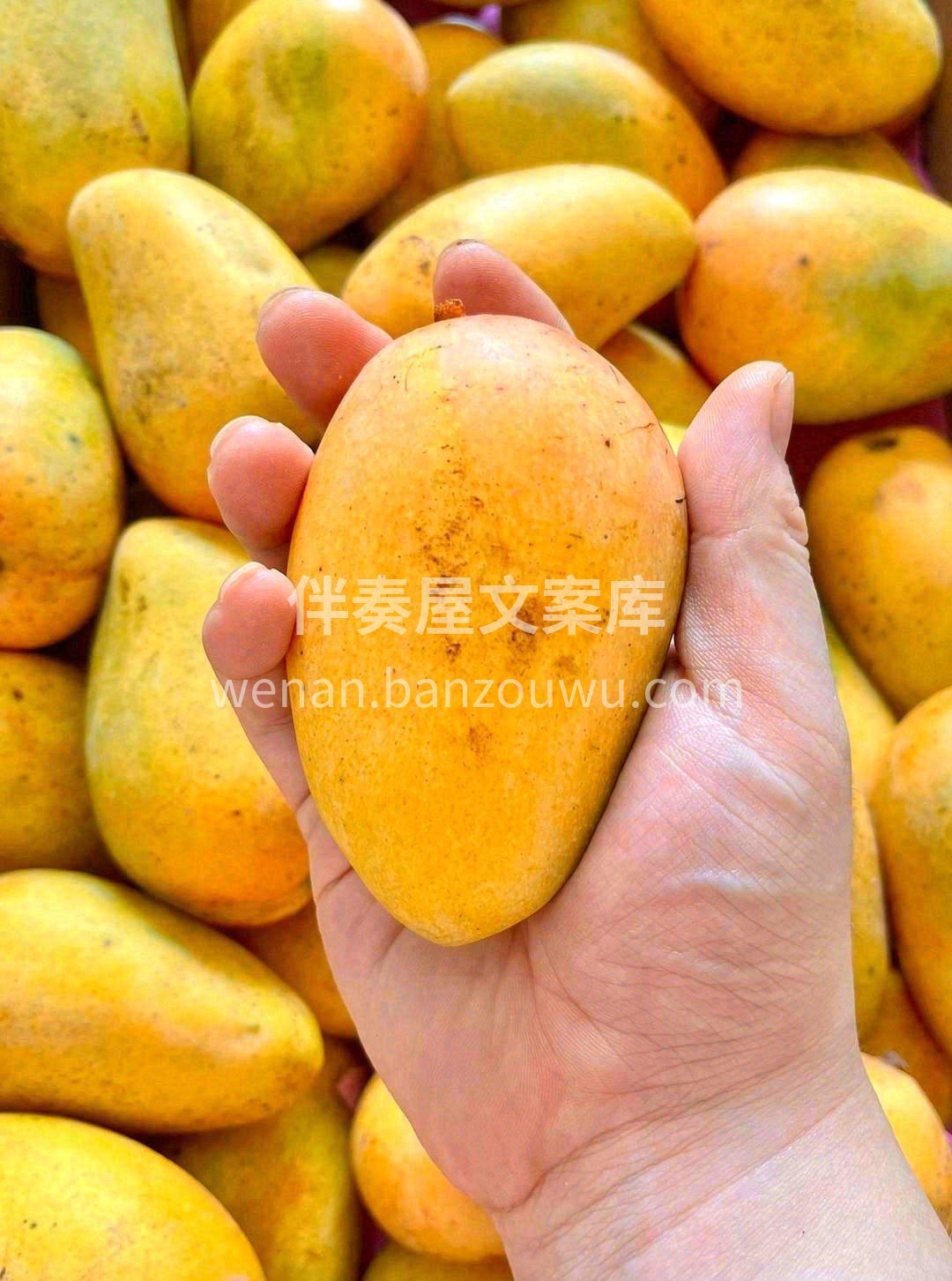🥭水果届的香水“小炸弹”，芒果味浓郁且有 配图2