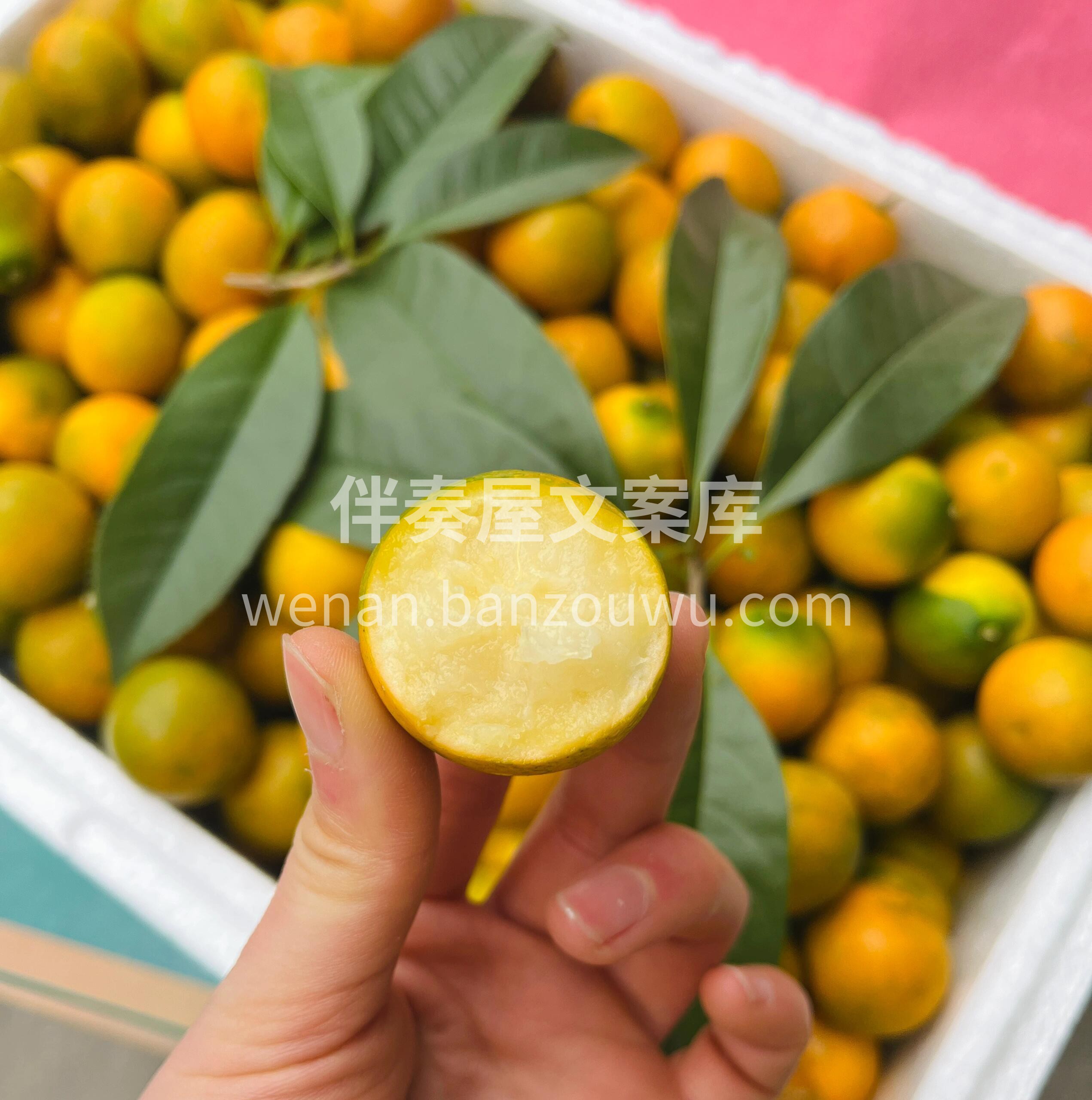 脆皮金桔🍊树上的小糖包🍀 彻底惊艳了我的 配图3