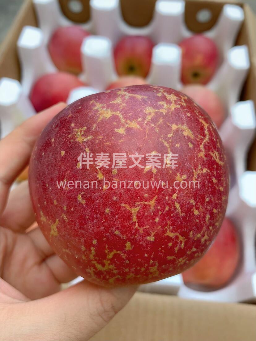 大凉山丑苹果🍎 年年都靠抢！这才是树上熟 配图2