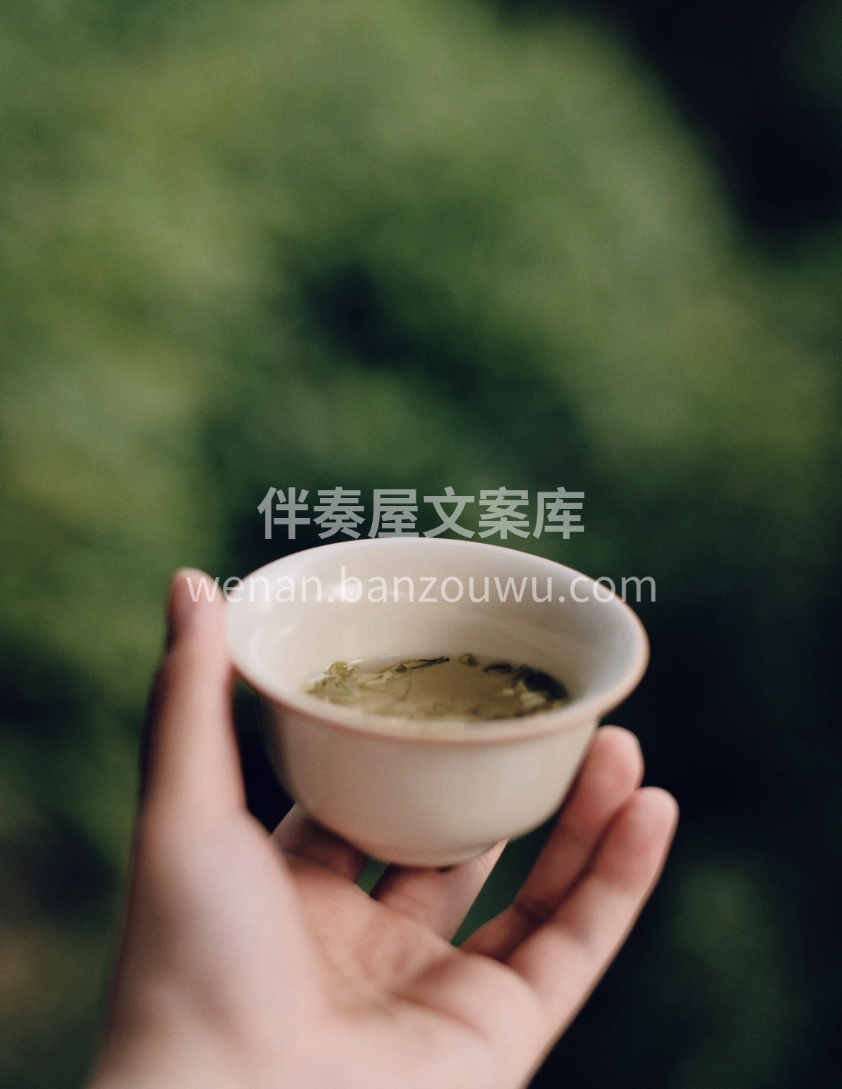 新春年货选碧螺春🎁 条索蜷曲藏春韵，鲜爽 配图3
