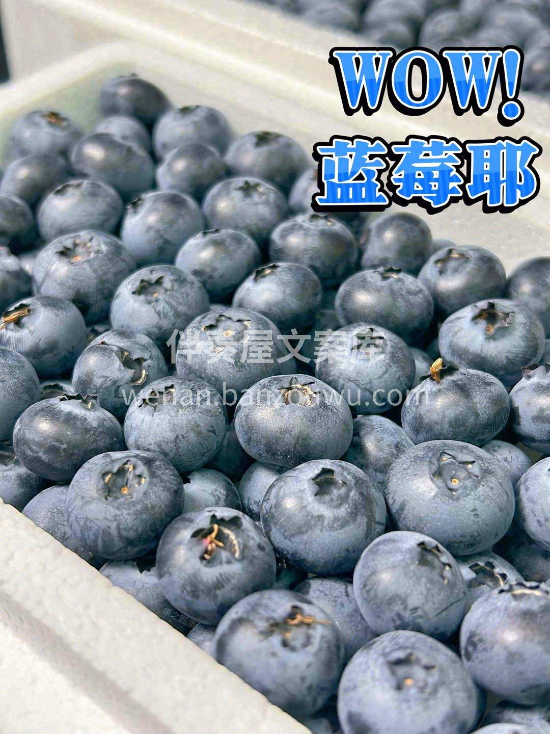蓝莓小精灵🧚，花青素小公主🧝‍♀️，让你 配图3