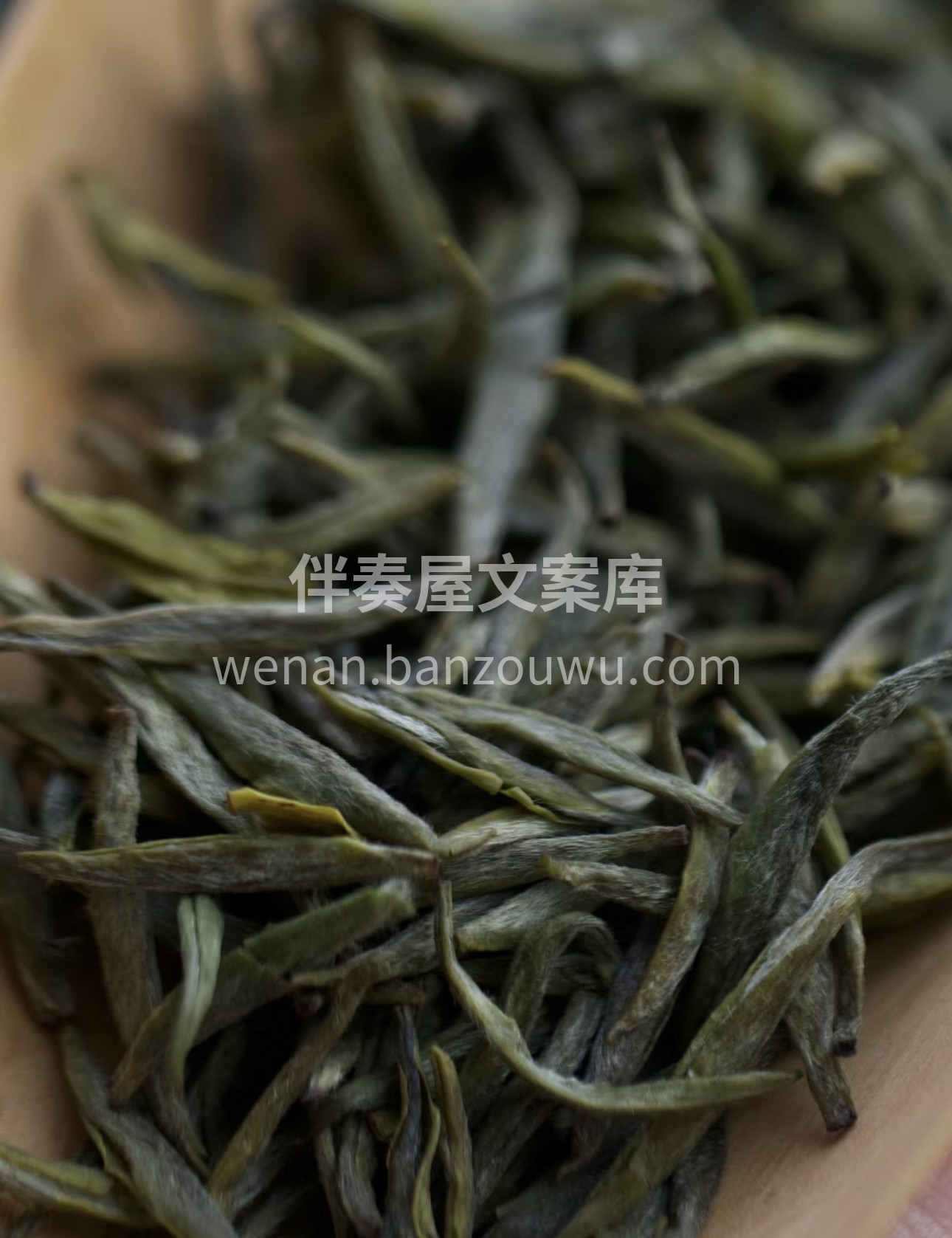 当热水冲泡，君山银针如舞者般在水中上下舞 配图1