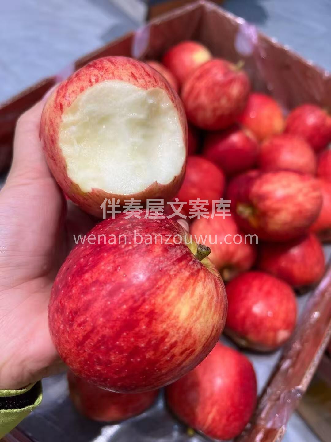 【南非🇿🇦小苹果】 肉质爽脆，入口脆爽多 配图1