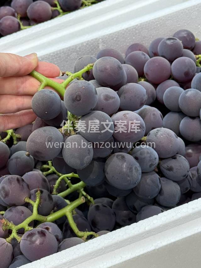 一眼爱上，一口沦陷😀😍 《巨峰葡萄🍇》继 配图3