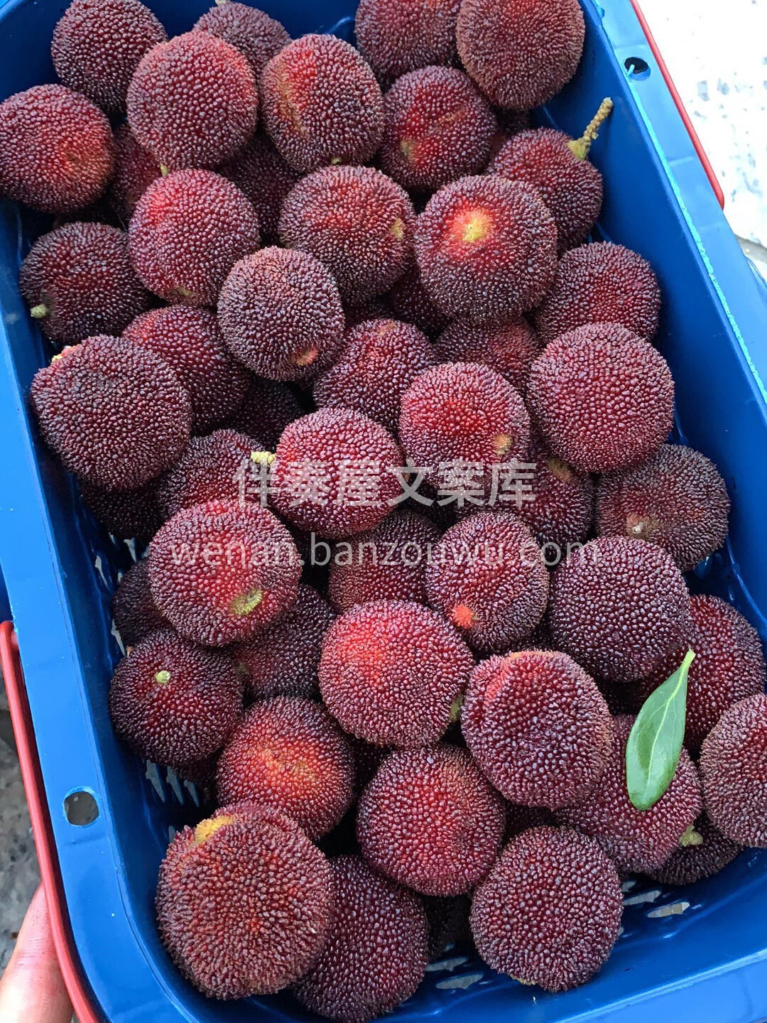 💜东魁杨梅是杨梅中的爱马仕，地理环境和🔆 配图3