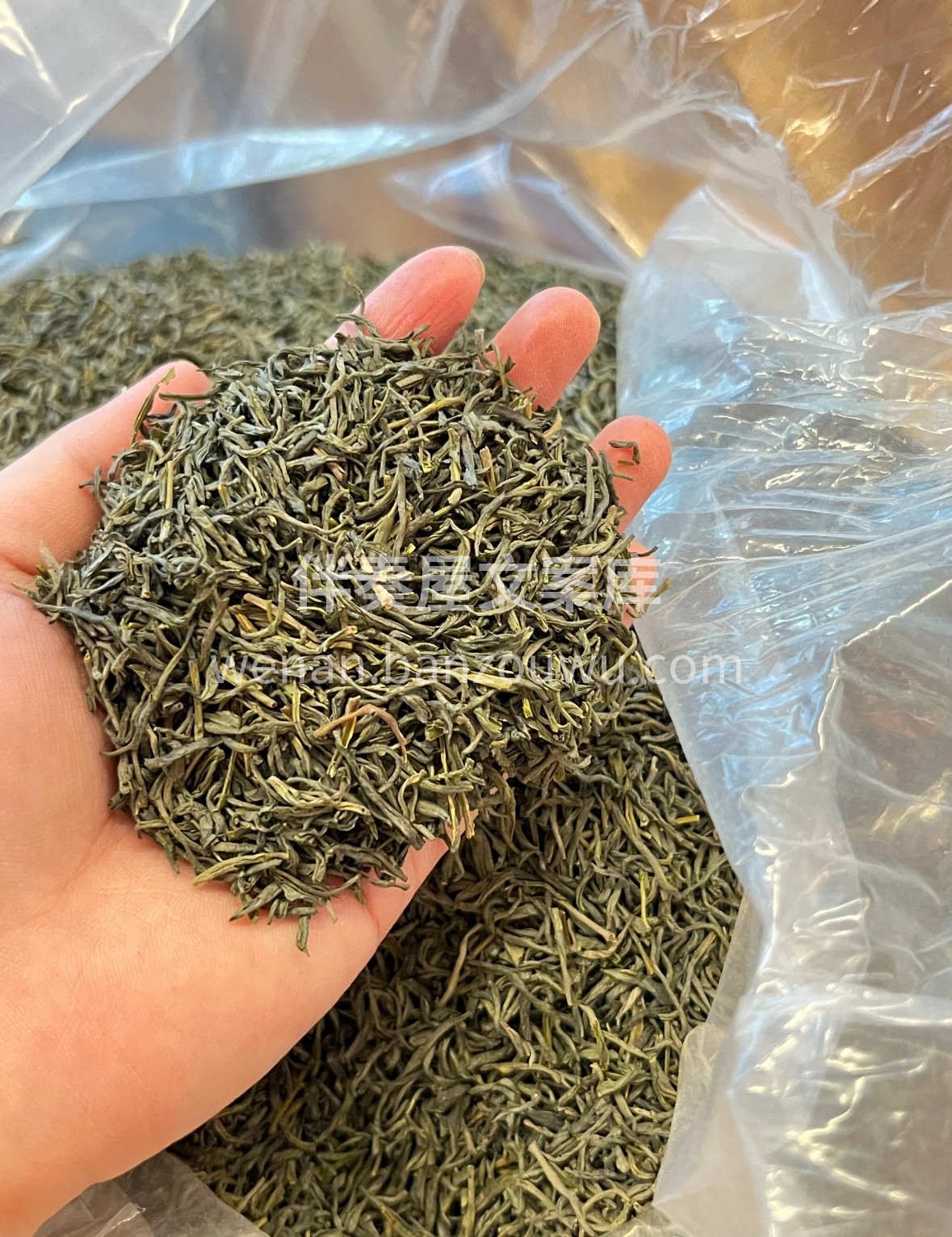 🌿 白沙绿茶上新｜晨露润芽，嫩采鲜制，茶 配图1