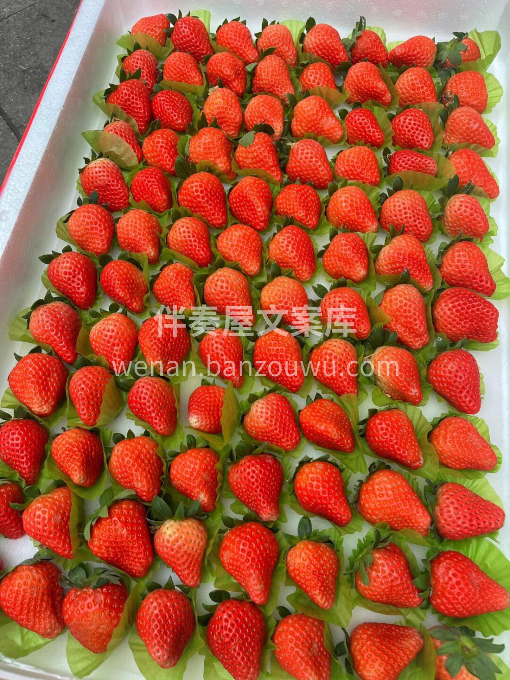 🍓冬天的正确打开方式！草莓🔥没有草莓的冬 配图1