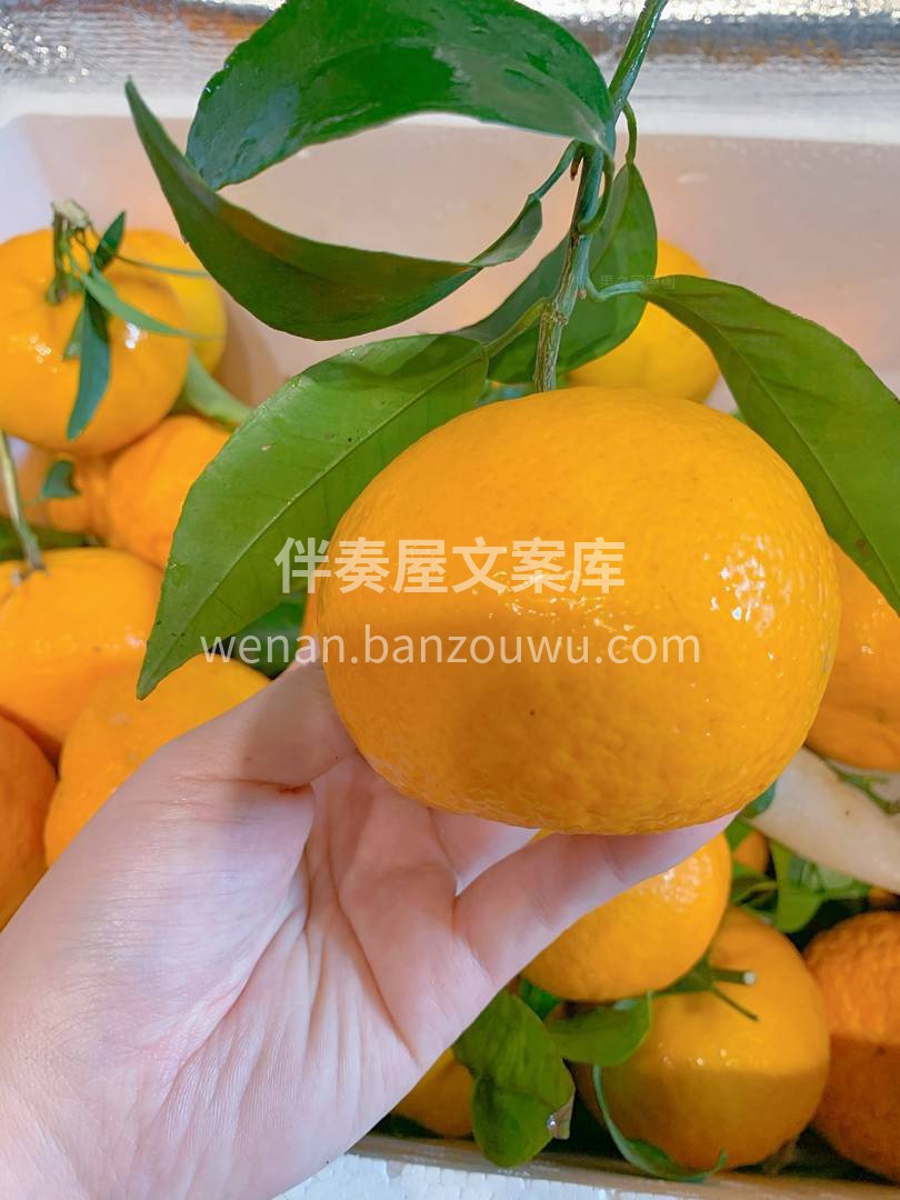 初入口便带着阳光??的味道，那瞬间在口中 配图2