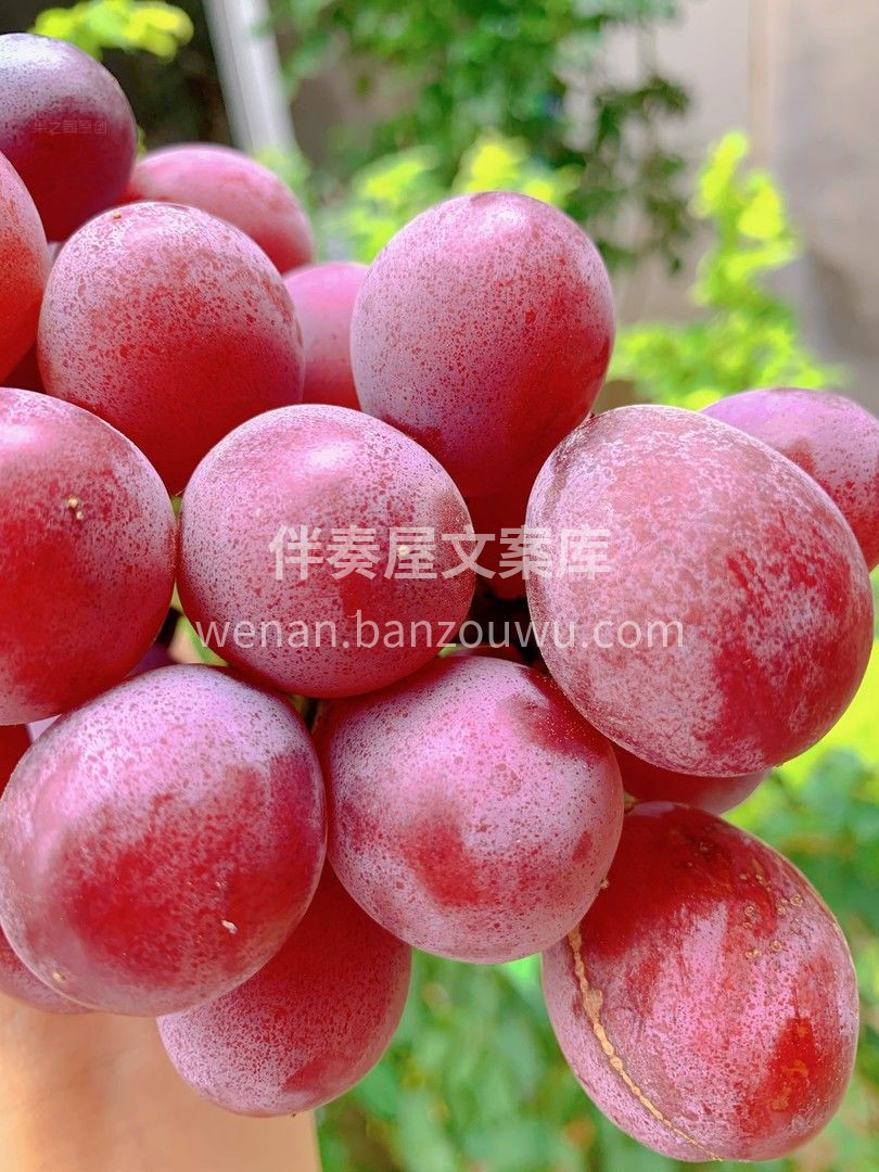 👉颜值、个头、口感、香味、甜度各方面来说 配图2
