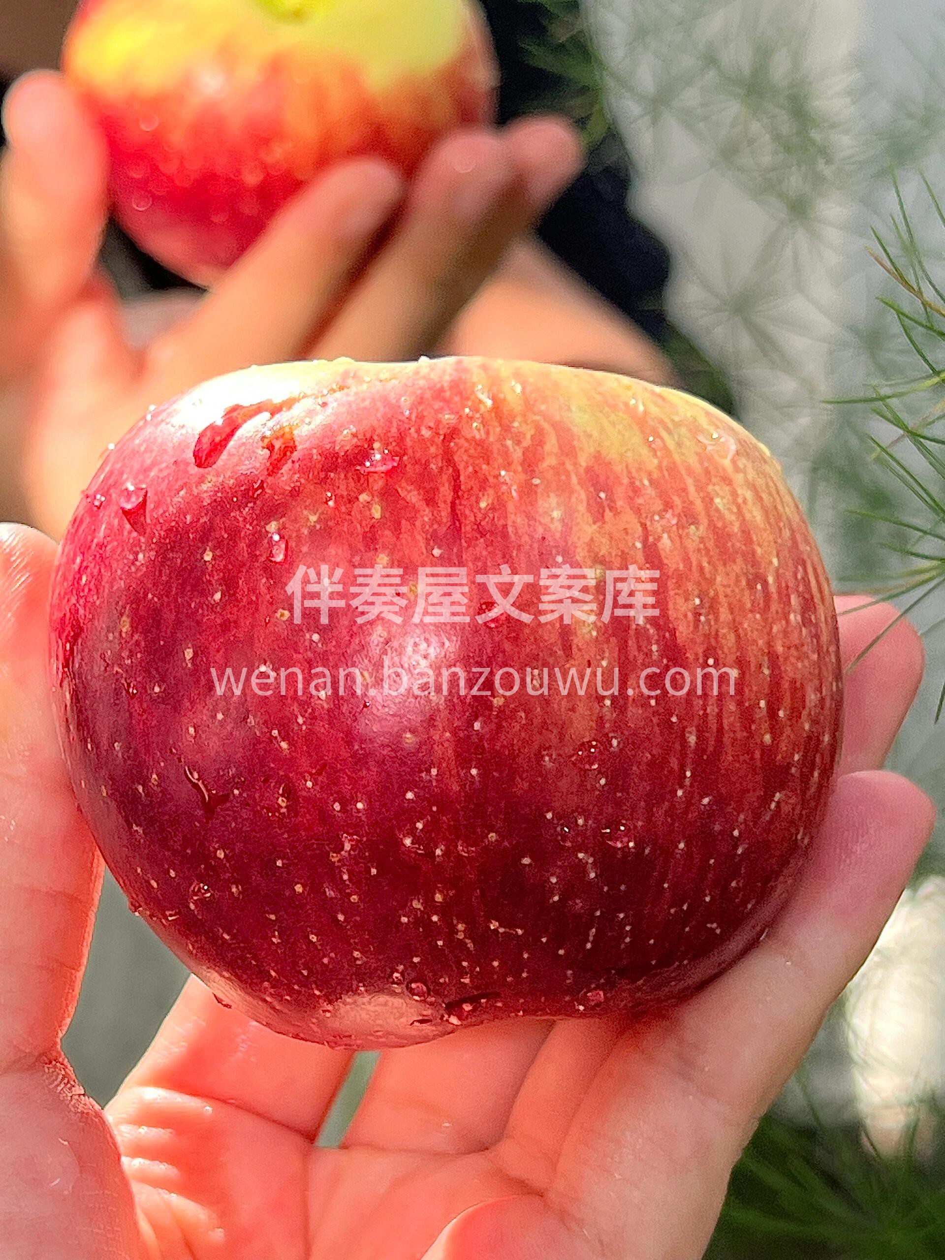 👉云南红露苹果🍎 清脆爽口，苹果味浓😋  配图2