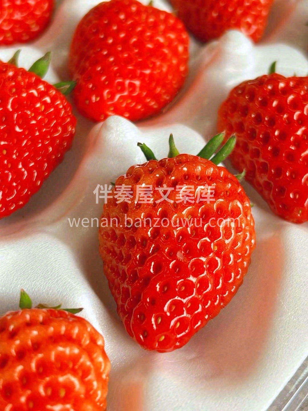 冬天的第一颗草莓🍓 希望这个冬天❄"莓病 配图1
