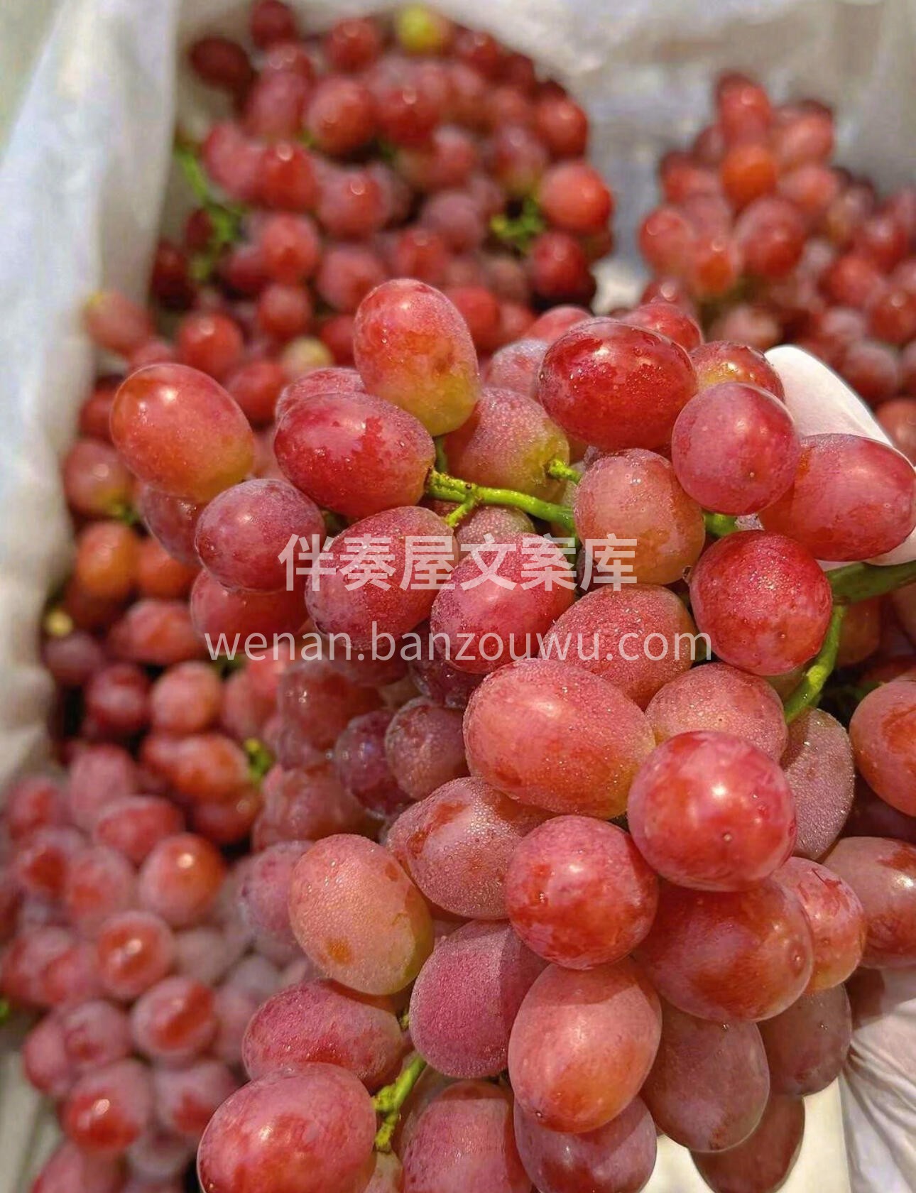 浅尝一口，甜上心头💓 一口一脆甜的无籽红 配图1