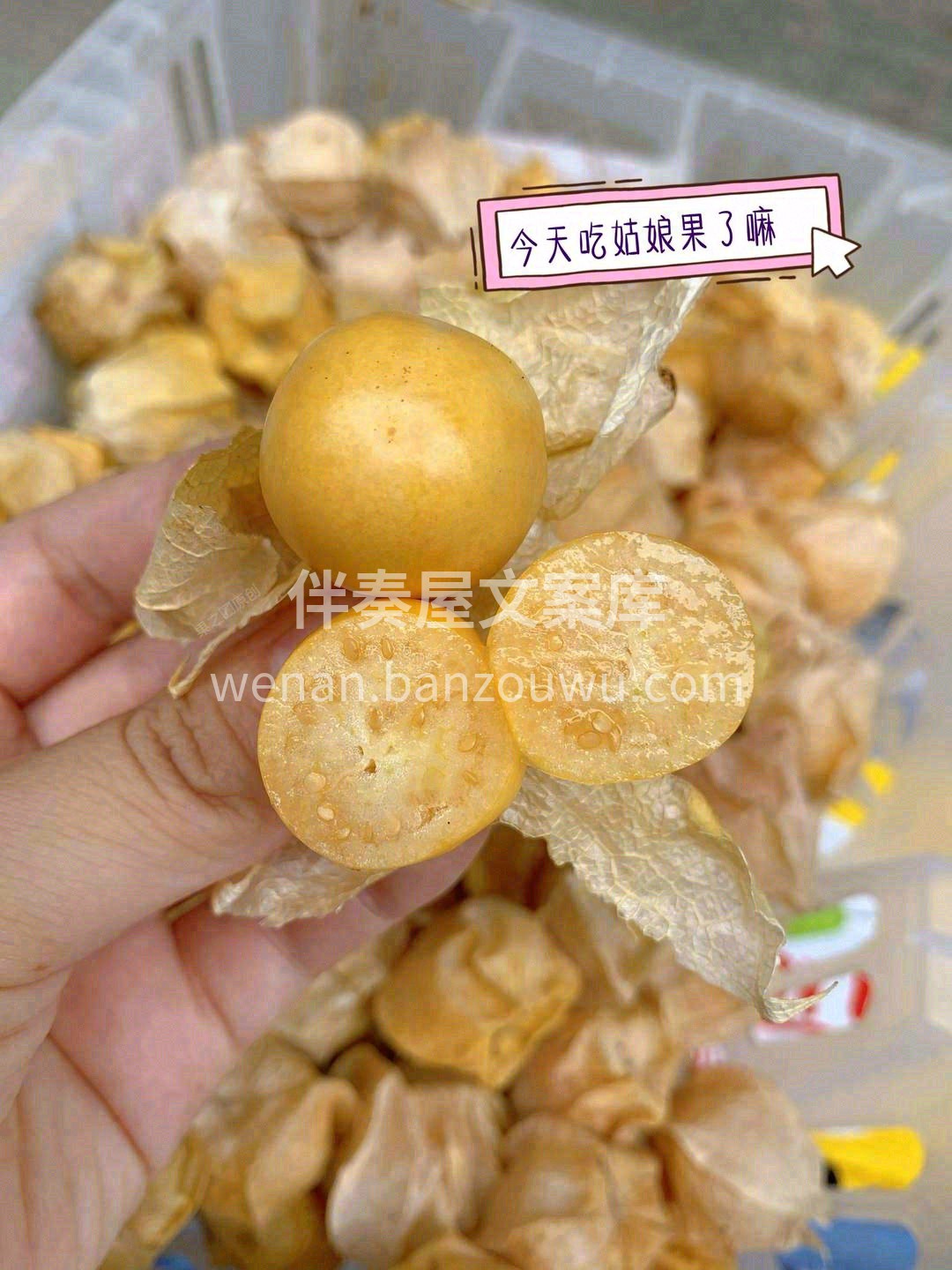 🔆清甜解腻姑娘果，口感清甜带奶香🍼🍼 多 配图3