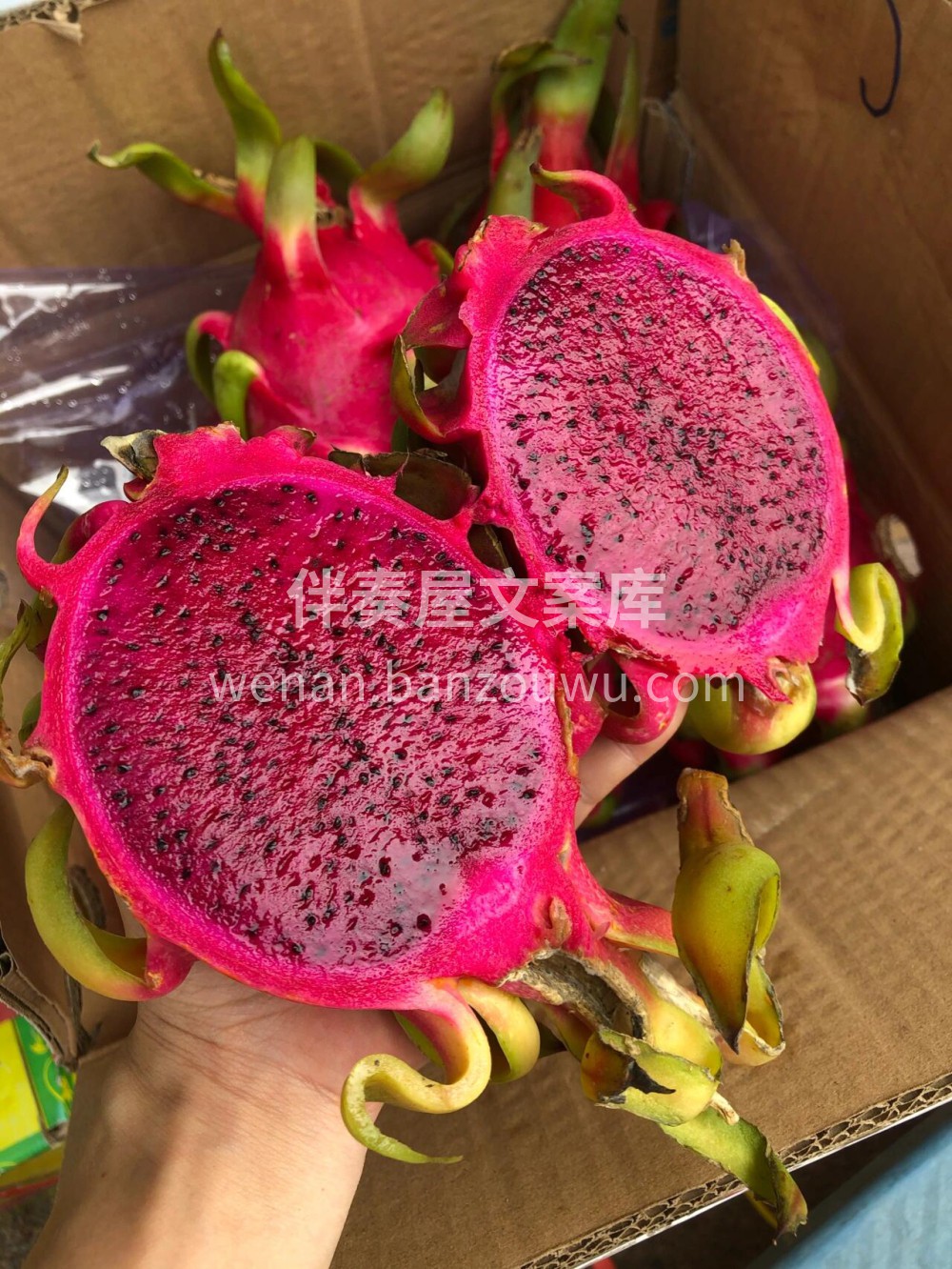 趁着它最美的时节🌈每天认真的吃一颗红心火 配图1