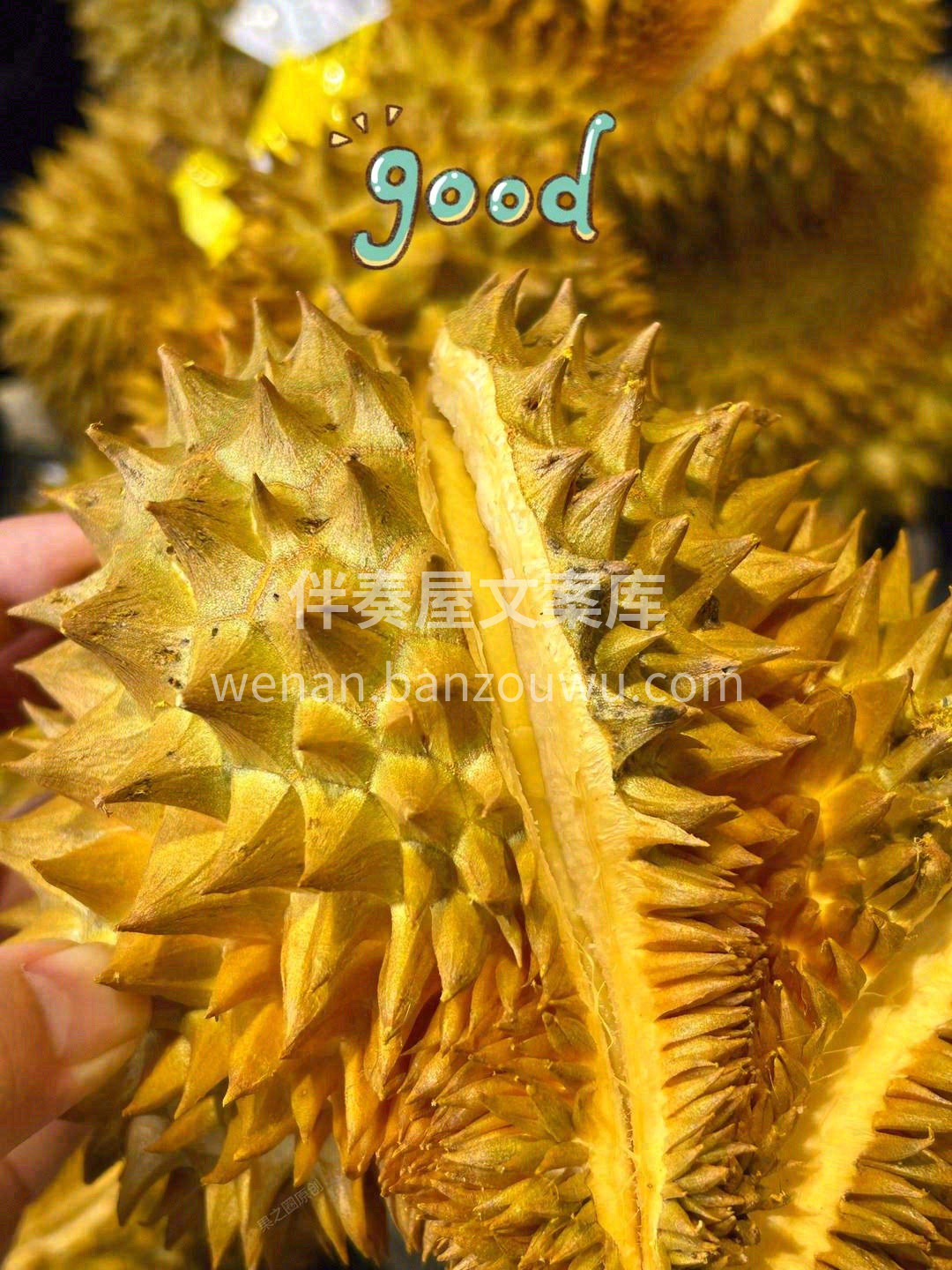 巴掌榴莲个头虽小，内料却很足👍轻轻剥开成 配图3