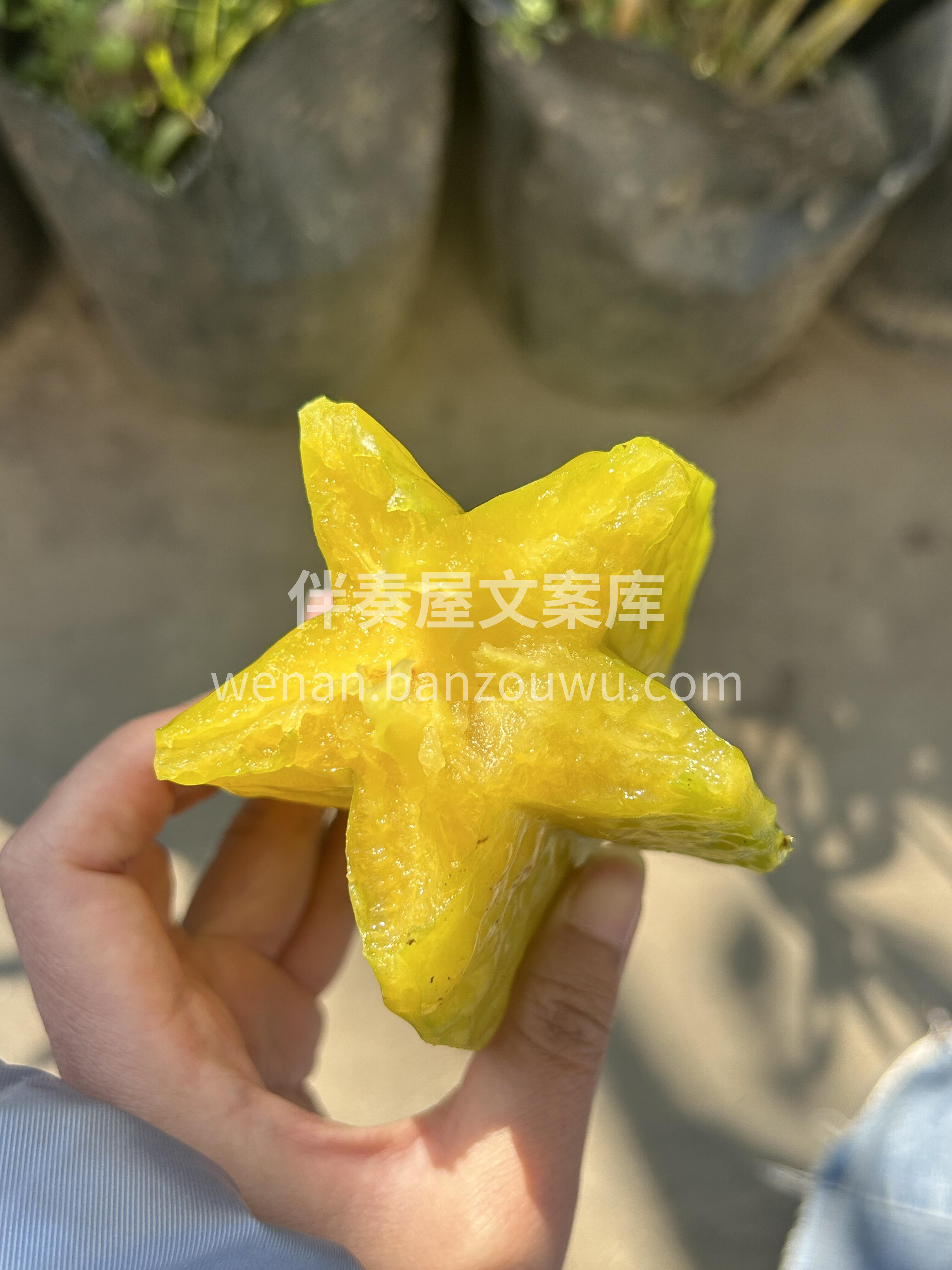 🥰小甜星杨桃到货啦🎉 树上熟的黄金蜜，有 配图2