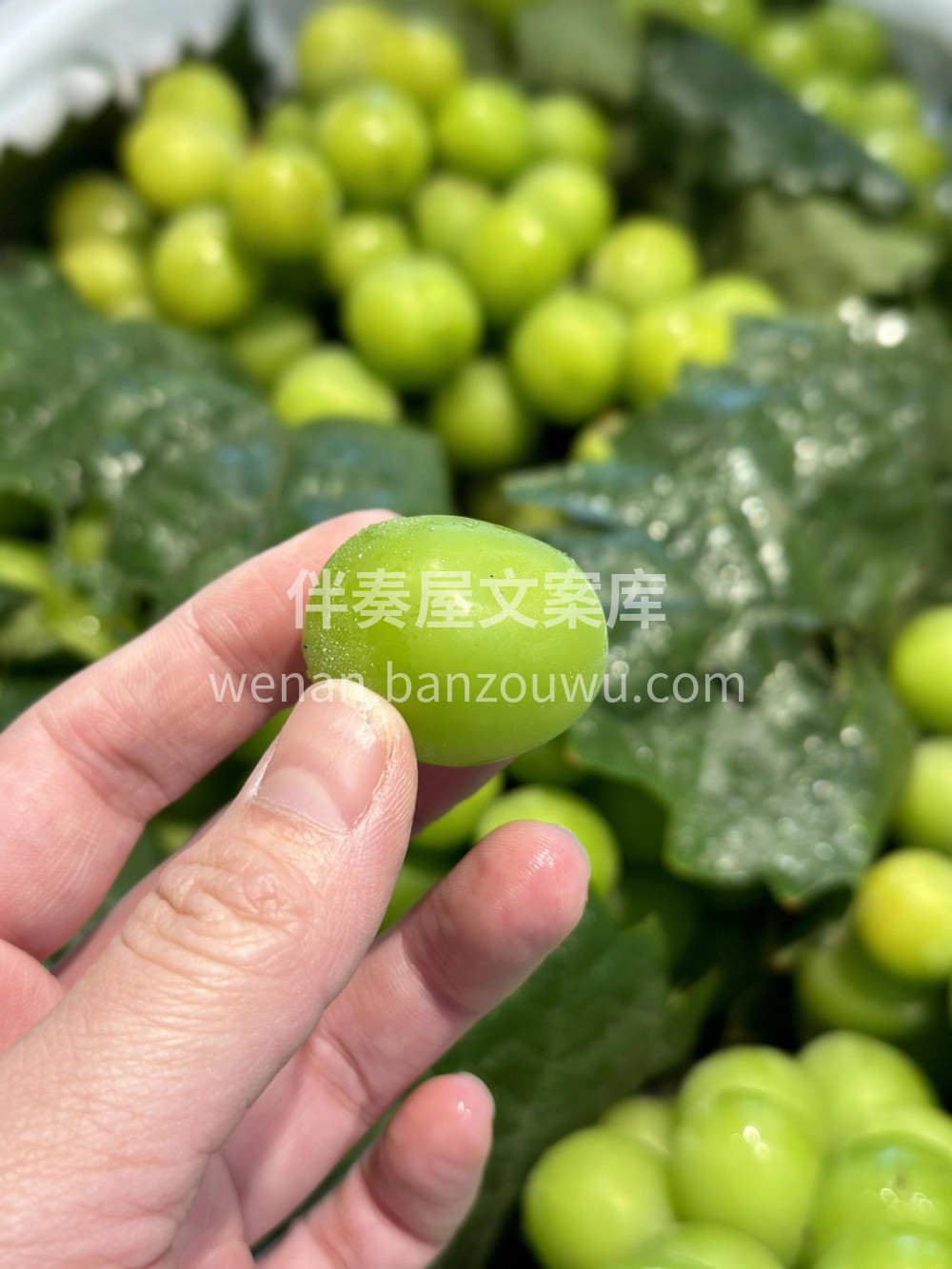 阳光玫瑰青提，来啦🥰味道清甜，无酸无瑟， 配图1