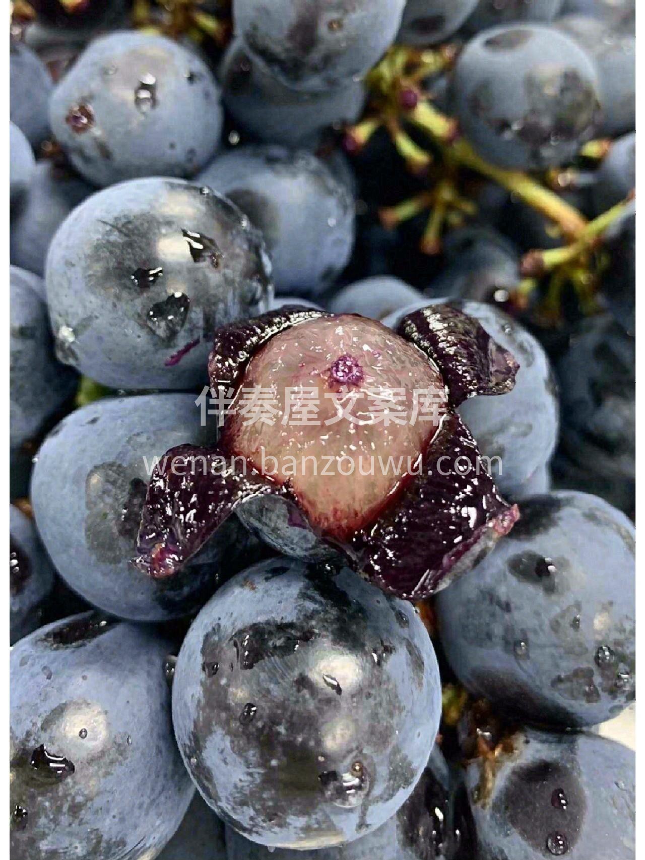 🙋‍♀️蓝莓葡萄皮儿薄肉厚，果粒紧实，果 配图1