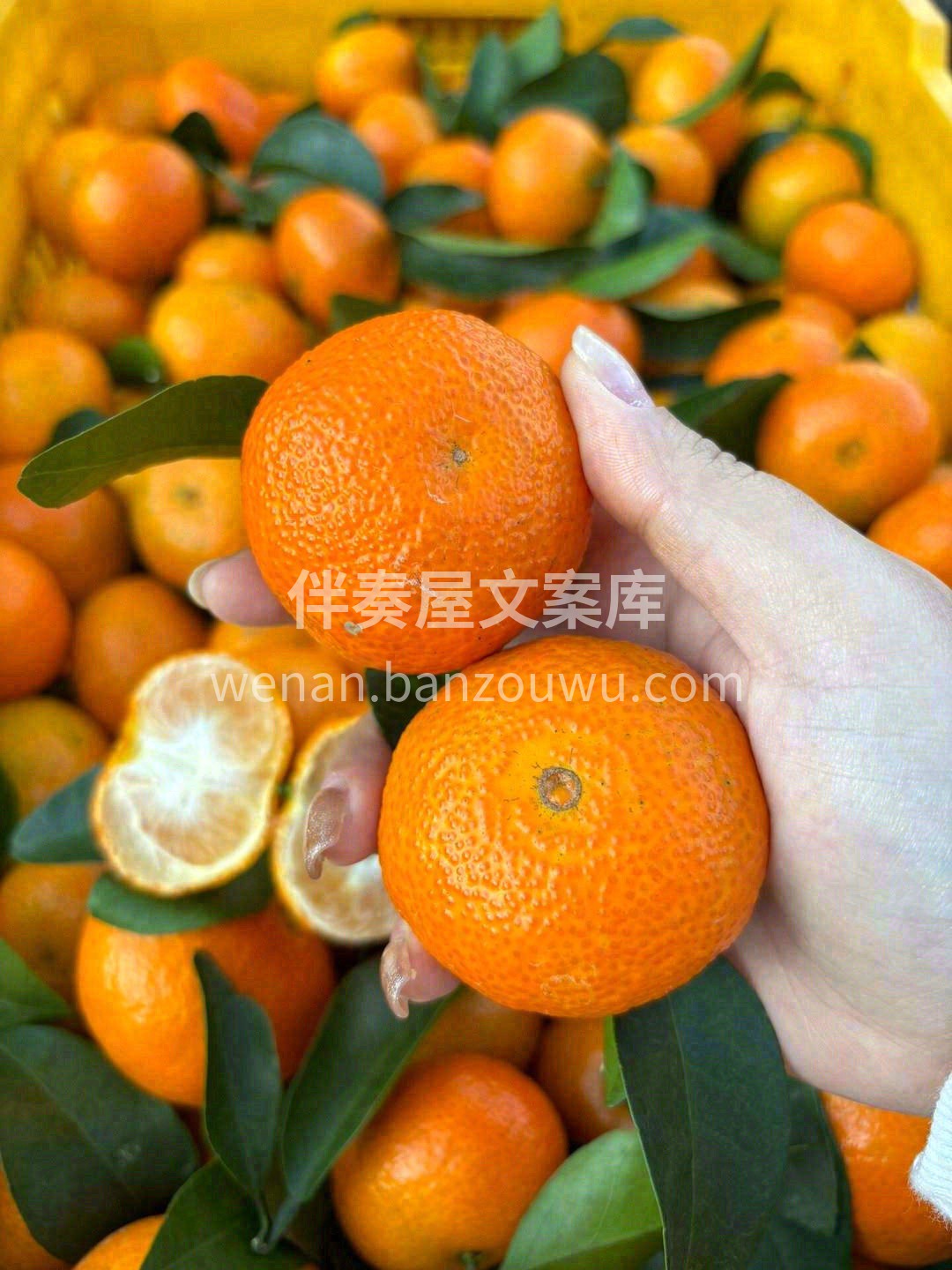 牙齿咬破的瞬间😋，果肉就在口炸裂开来💥， 配图1