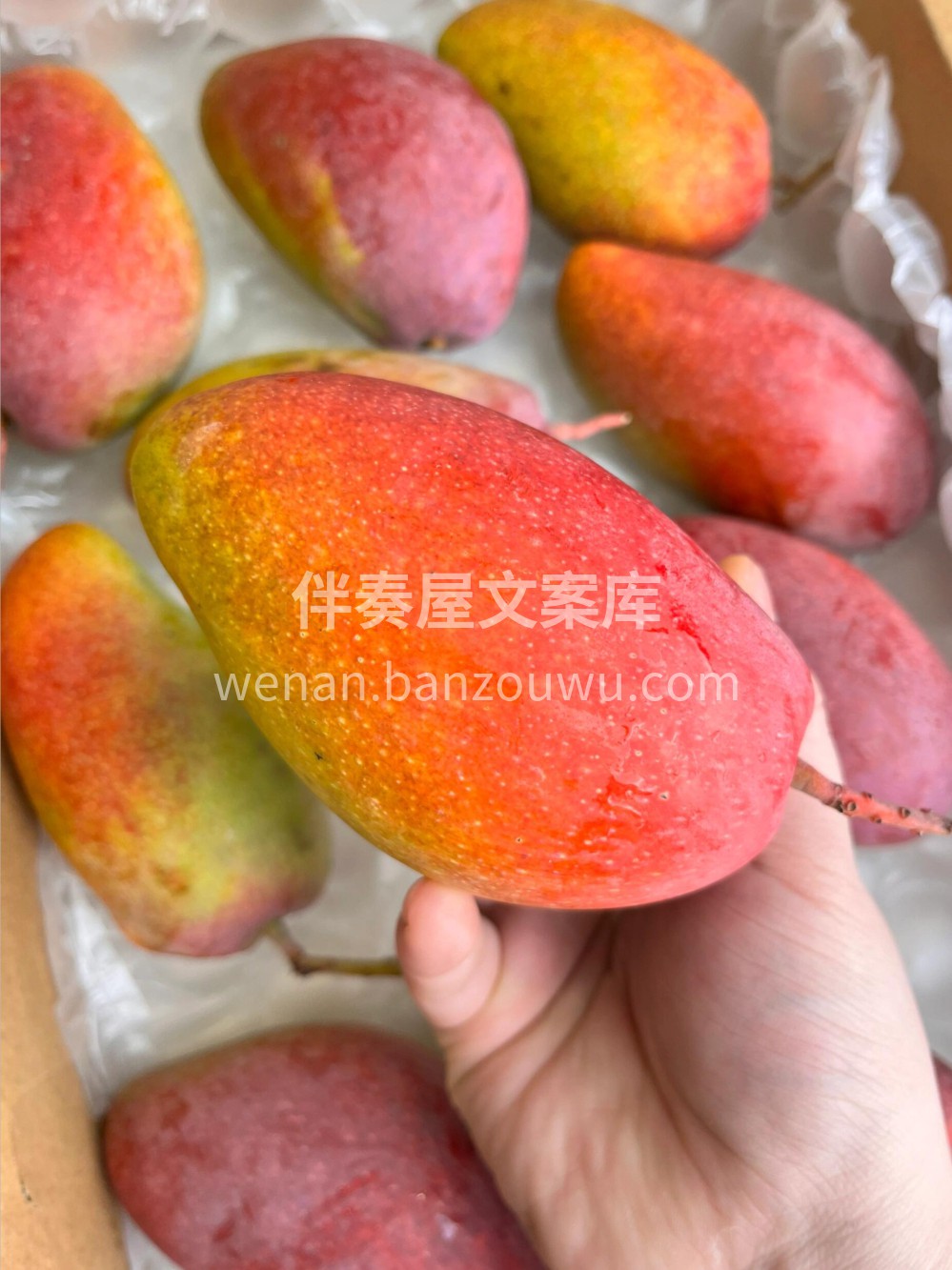 🥭 树上熟贵妃芒堪称一绝 😍爱了爱了甜度 配图3