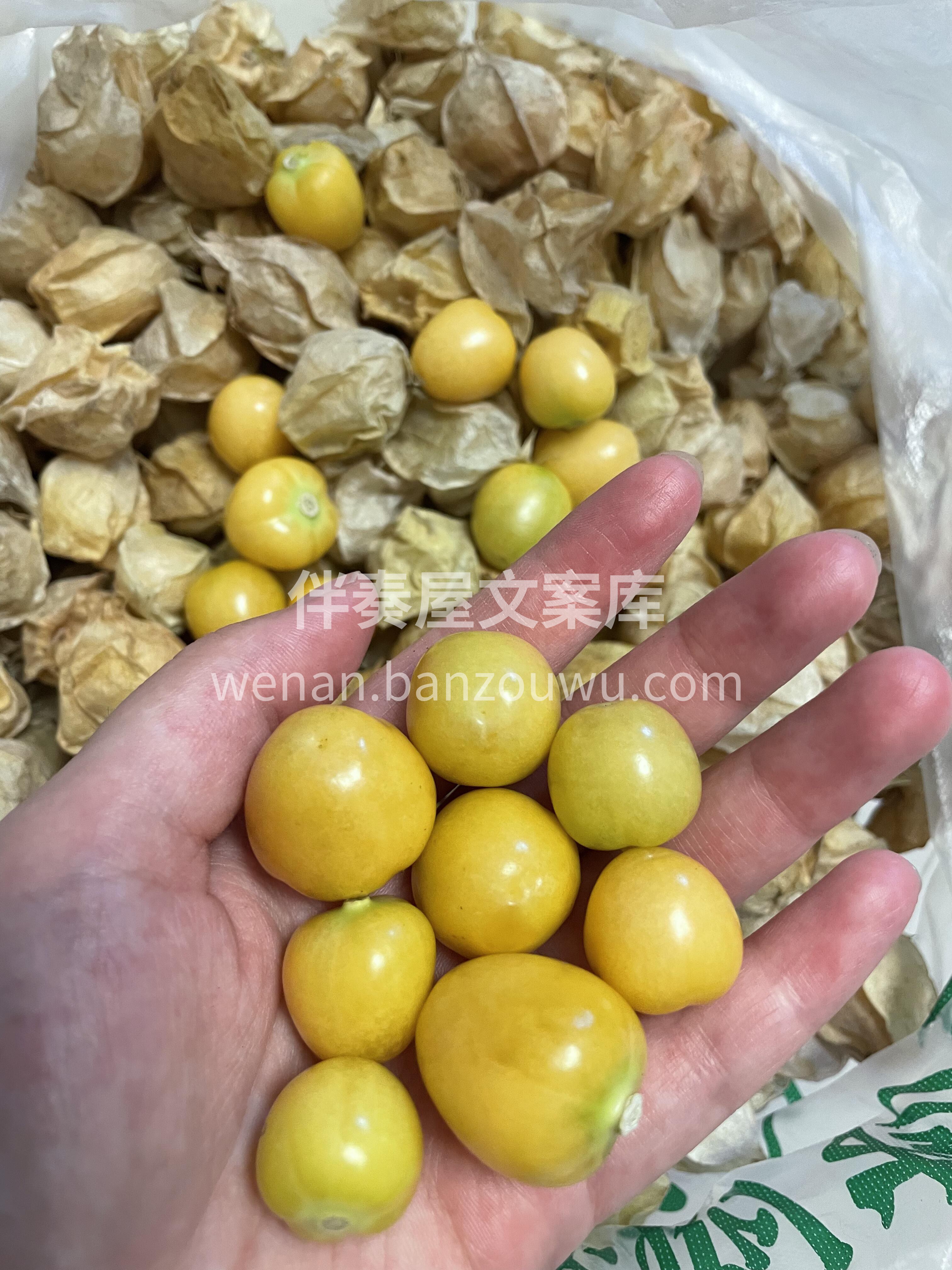 🍂水果中的“小零食”——姑娘果✨ 小盆友 配图1