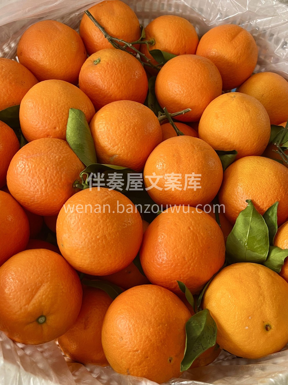 红橙🍊应季的鲜橙，好吃吖卡拉红橙🍊薄皮多 配图3