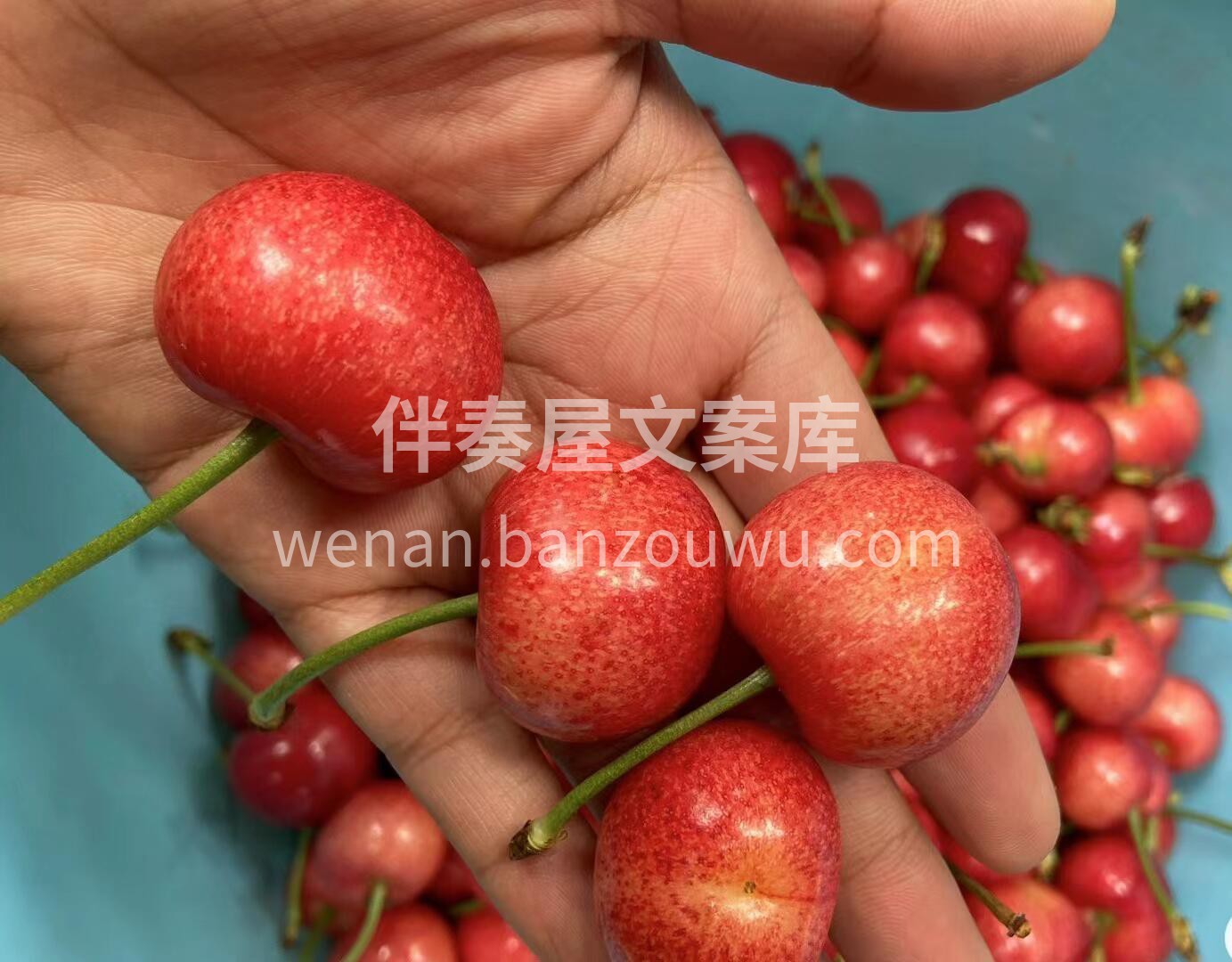 布鲁克斯【🍒樱桃】熟啦✨ 五月第一道美味 配图2