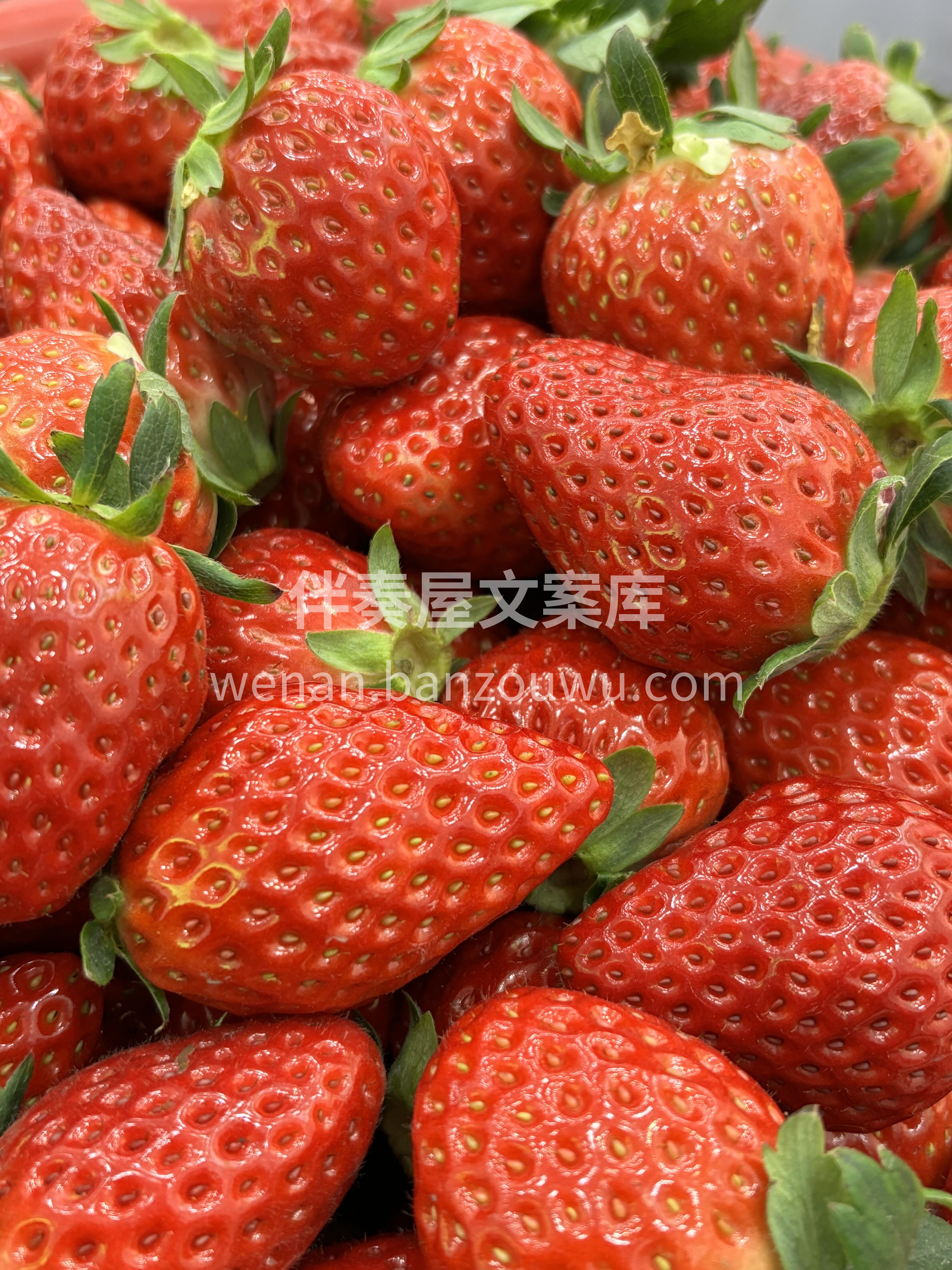 冬天的快乐🙂 丹东红颜草莓🍓 每日新鲜到 配图3