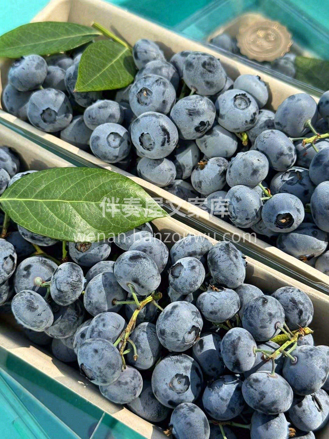 好蓝莓，不仅好看，更要好吃👍👍 颗颗圆润 配图1
